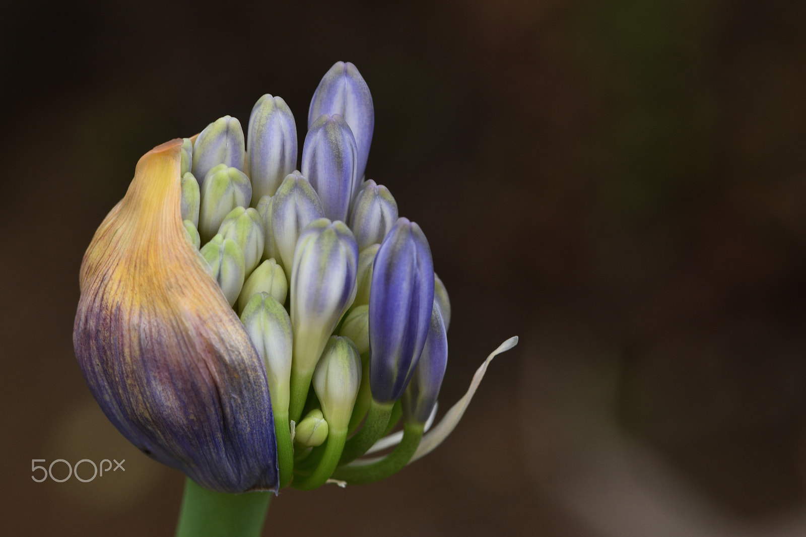 Nikon AF-S Micro-Nikkor 105mm F2.8G IF-ED VR sample photo. Birth photography