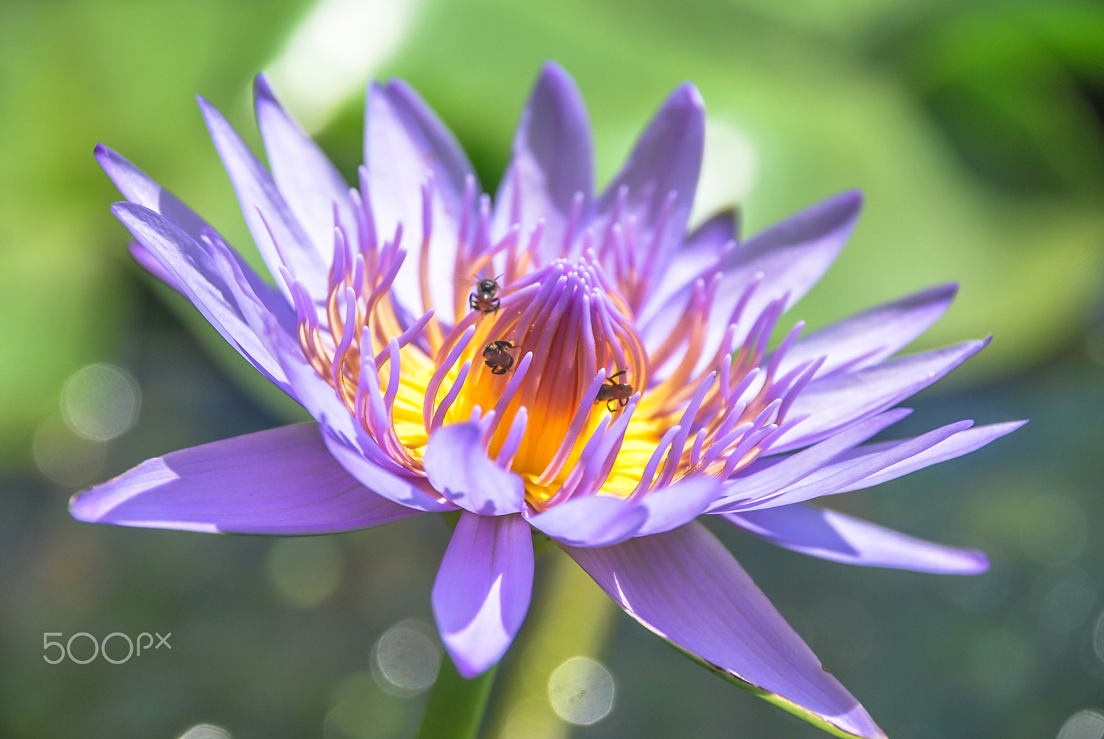 Nikon D60 sample photo. Water lily in sunny day photography