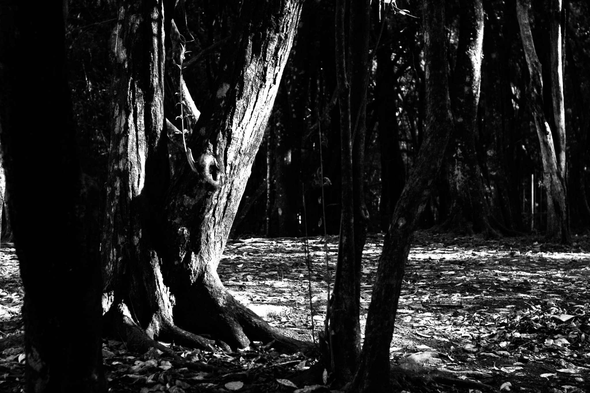 Canon EOS 40D + Canon EF 50mm F1.8 II sample photo. Shadows and leaves photography