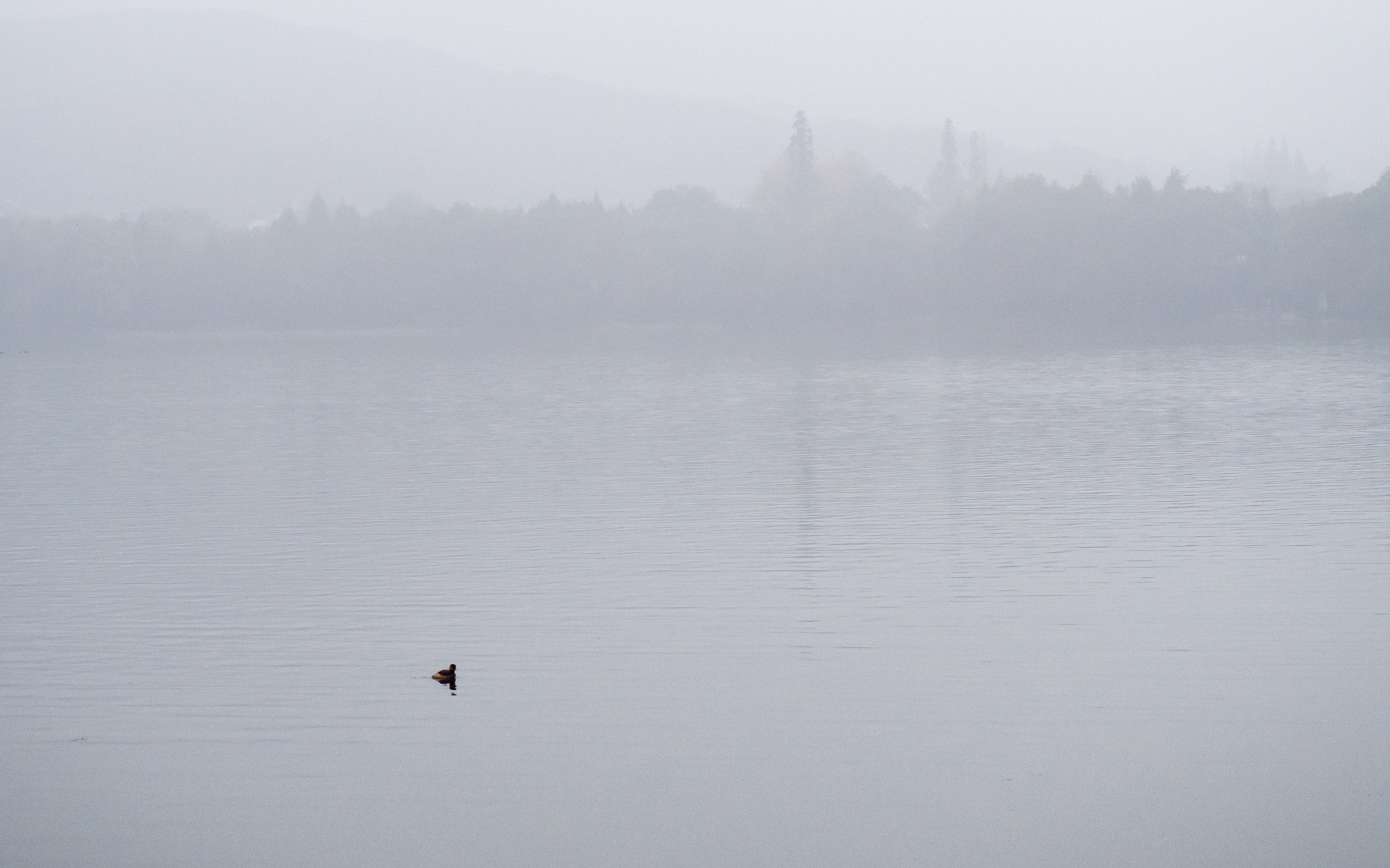 Olympus OM-D E-M5 II sample photo. Fog in west lake photography