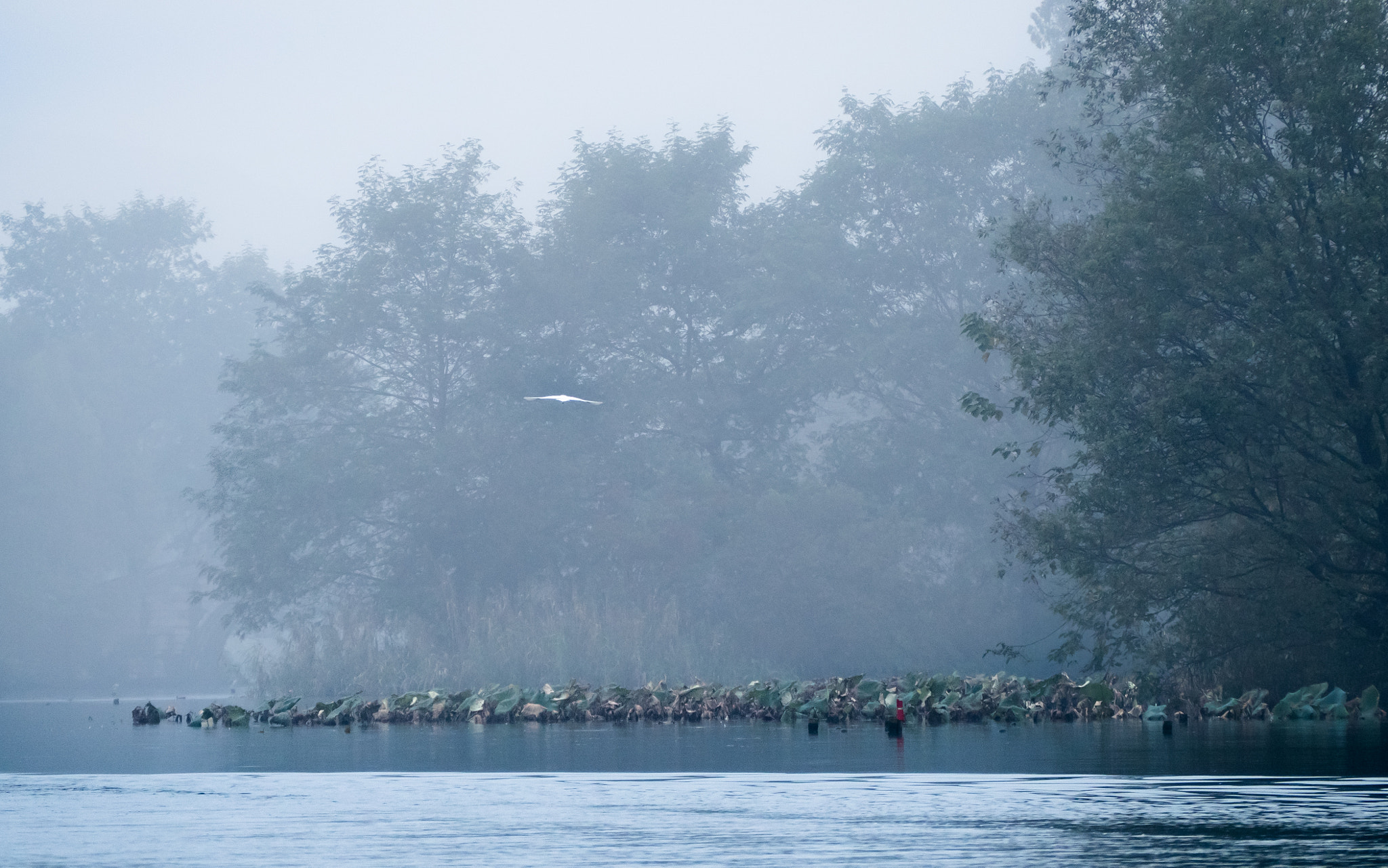Olympus OM-D E-M5 II sample photo. Fog in west lake photography