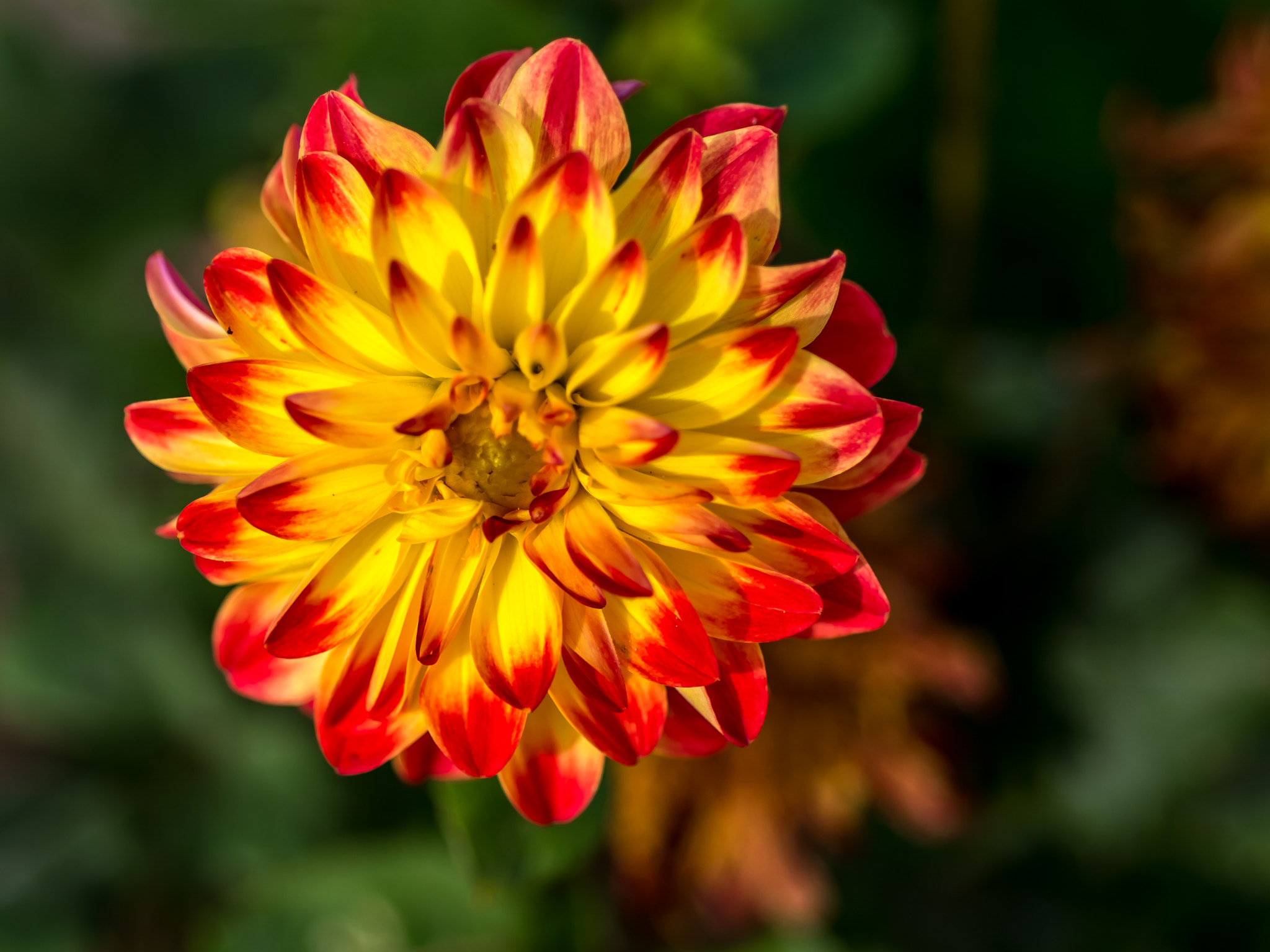 Nikon D810 sample photo. Fireworks in the garden photography