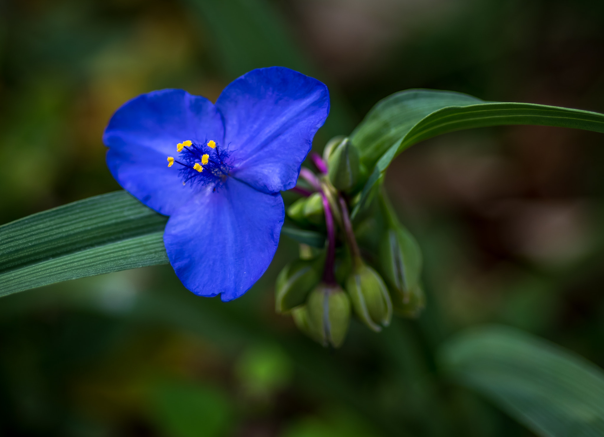 Nikon D810 + Nikon AF Micro-Nikkor 60mm F2.8D sample photo. Fall bloom photography