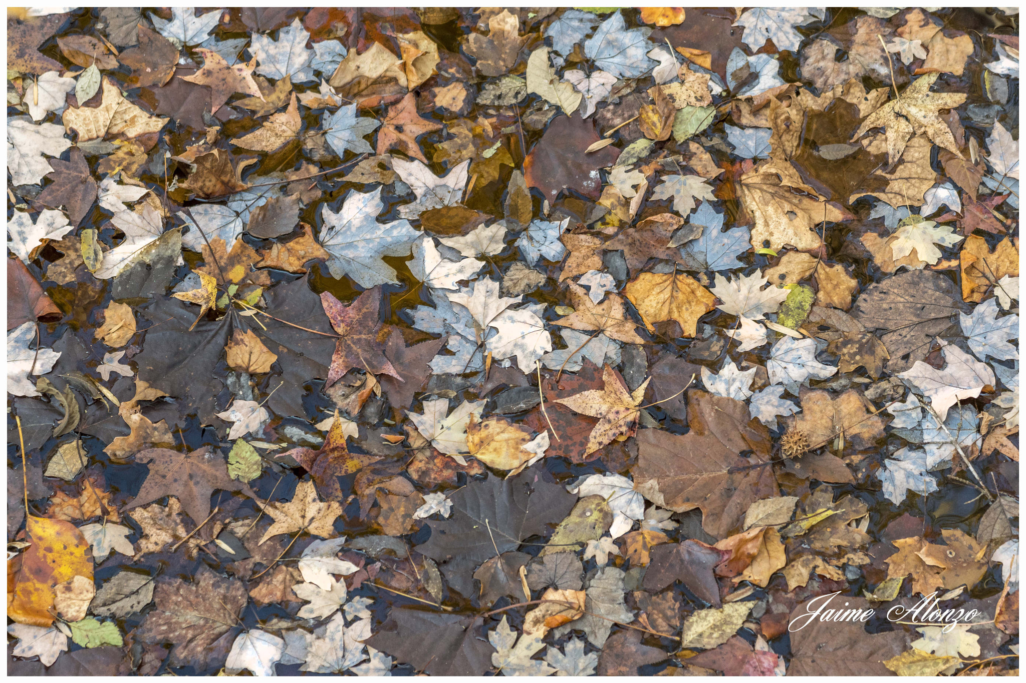 Nikon D500 sample photo. Dry leaves - fall photography