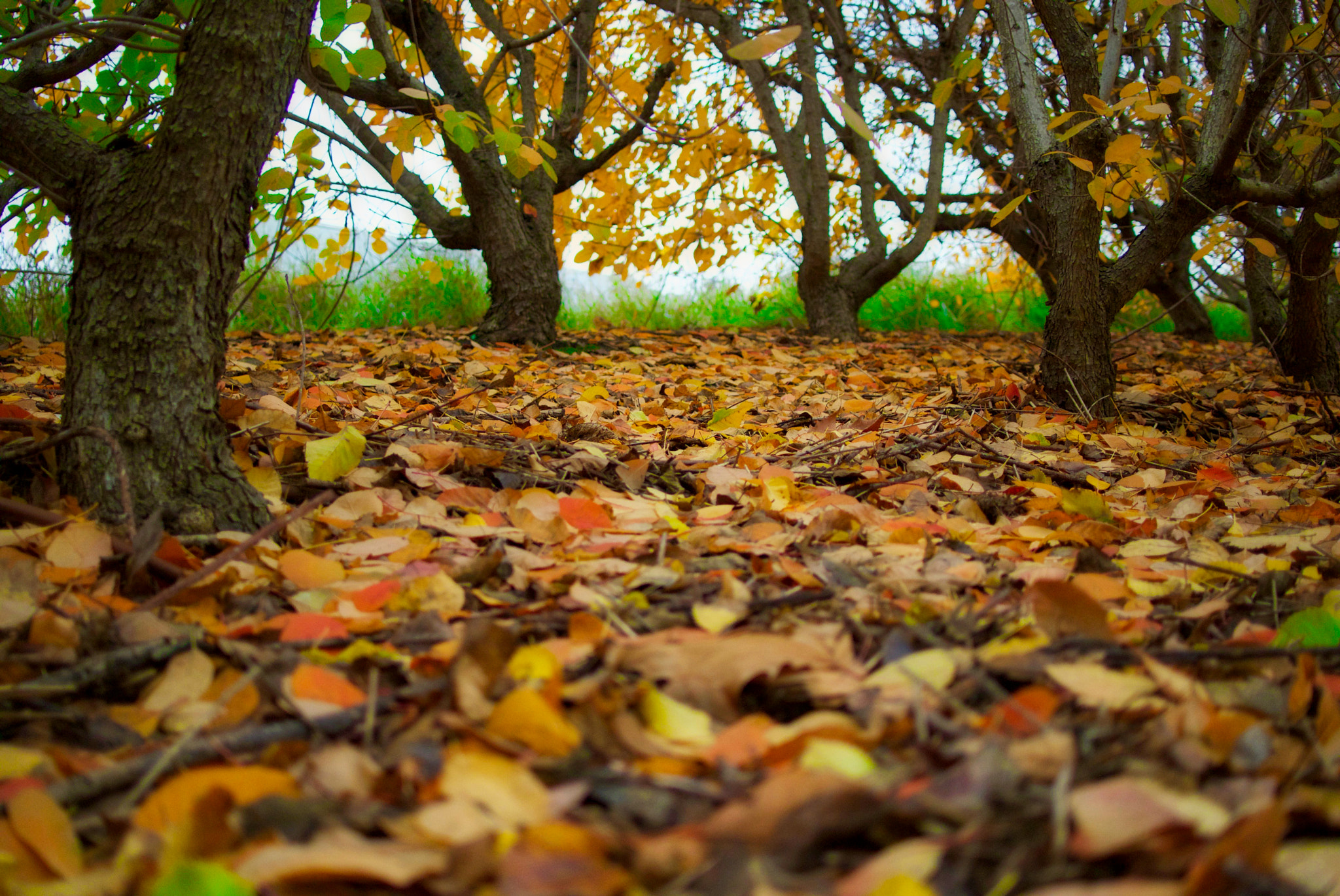 Nikon 1 Nikkor 18.5mm F1.8 sample photo. Fall day photography