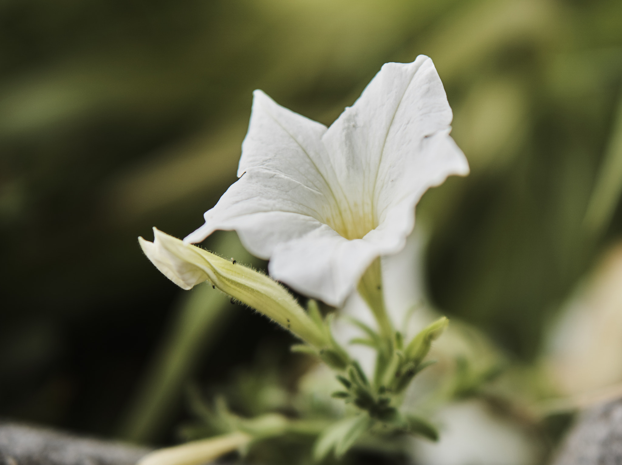 Sony a6000 + Sony E 50mm F1.8 OSS sample photo. White flower photography