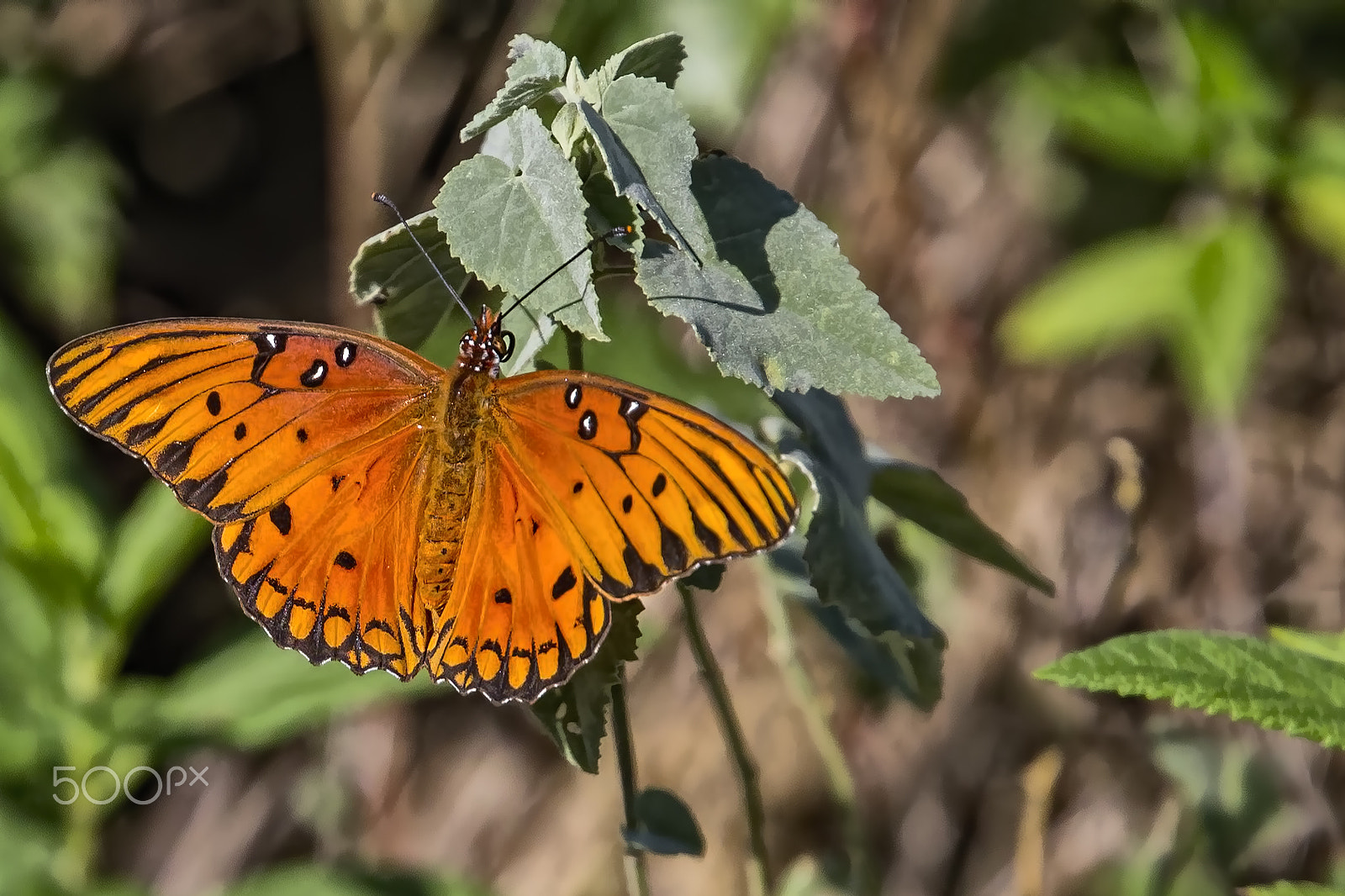 Canon EF 400mm F4.0 DO IS USM sample photo. Orange colored fly photography