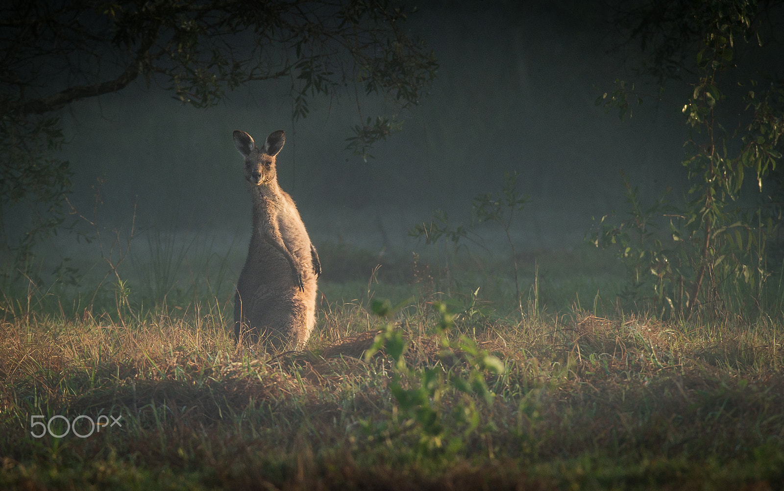 Canon EF 600mm F4L IS USM sample photo. Good morning australia photography