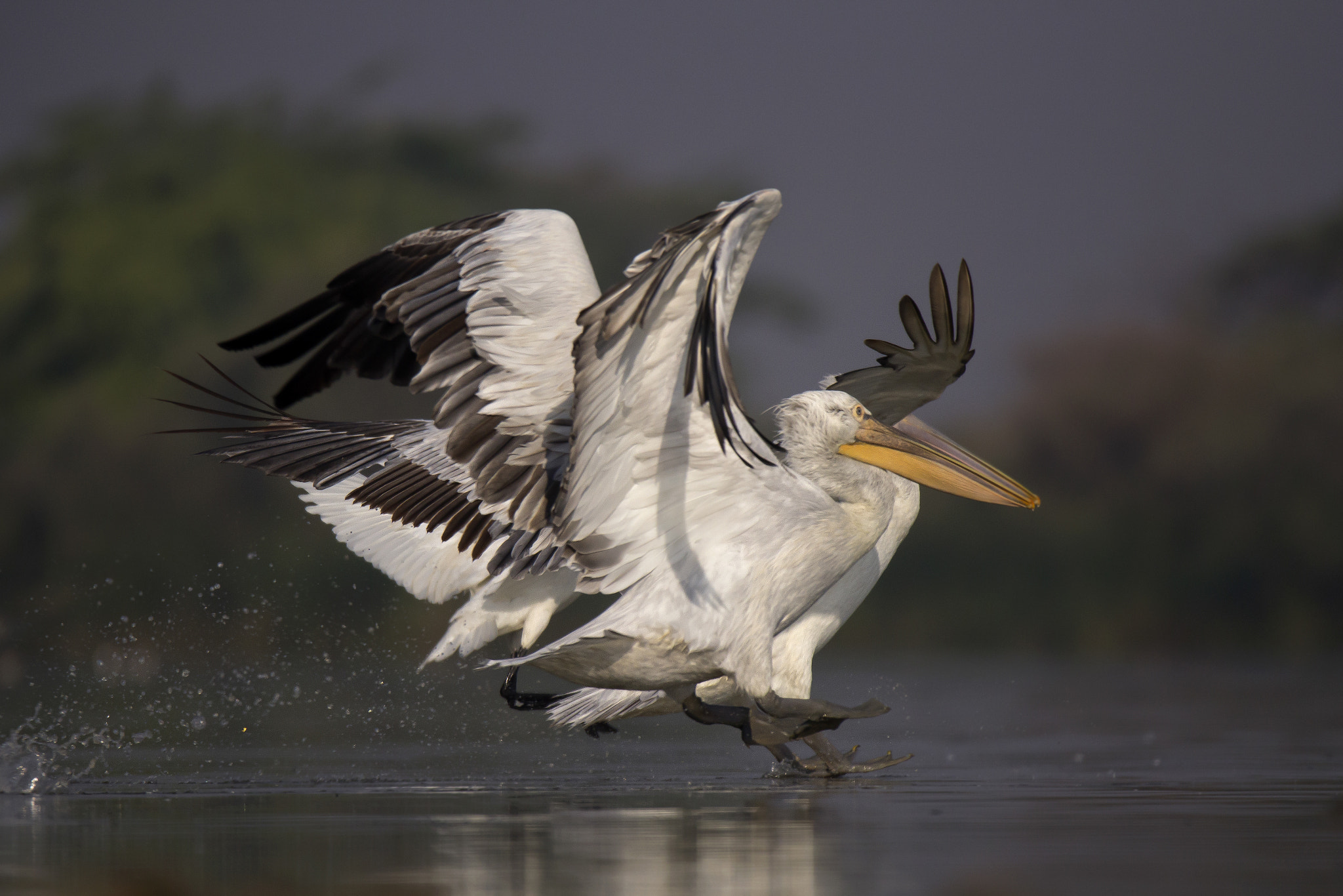 Canon EOS 60D sample photo. Great white pelican photography