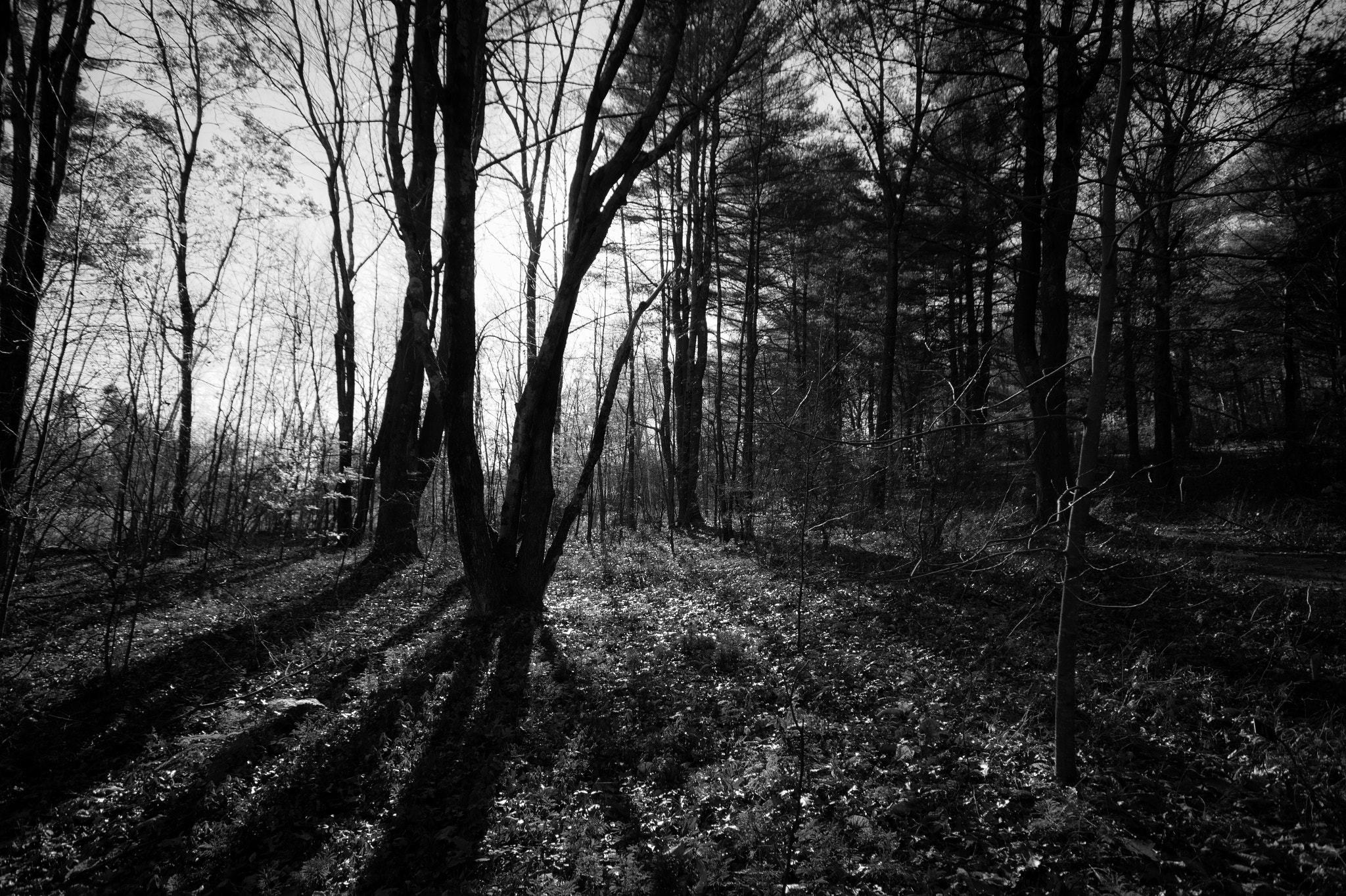 Sigma 10-20mm F4-5.6 EX DC HSM sample photo. Forest sunset photography