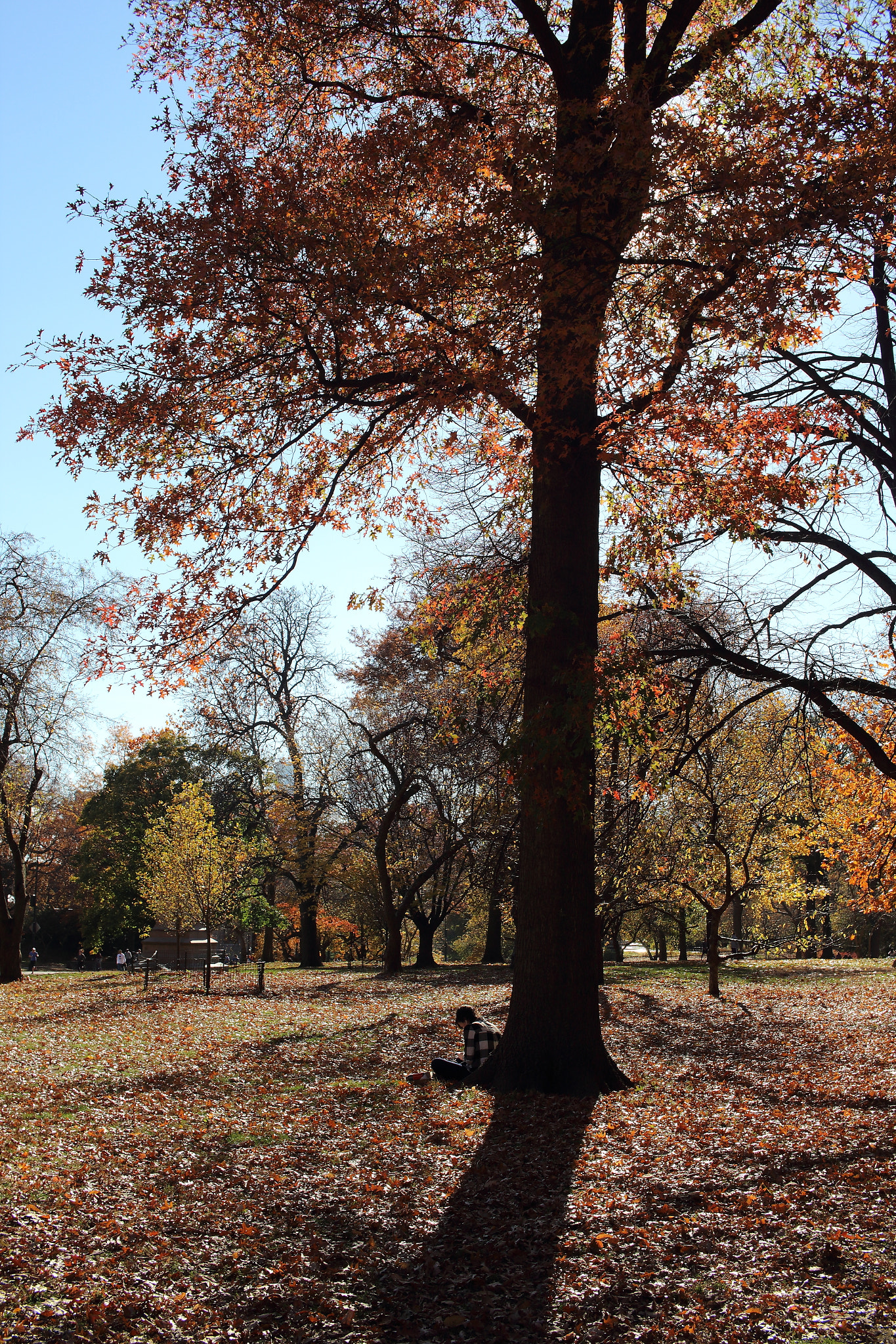 Canon EF-S 24mm F2.8 STM sample photo. Peace photography