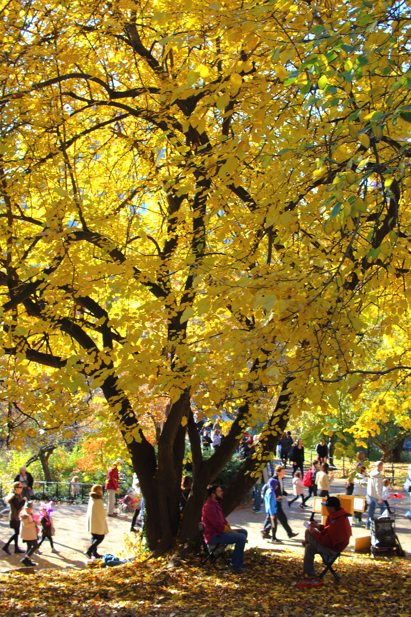 Canon EF-S 24mm F2.8 STM sample photo. Big yellow photography