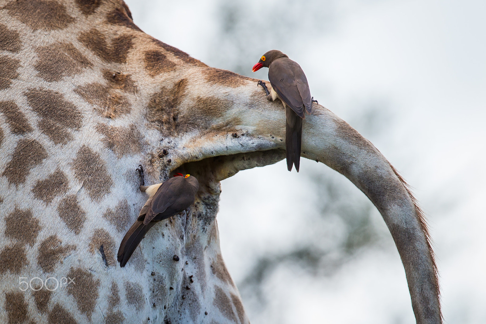 Canon EF 300mm F2.8L IS II USM sample photo. A wild proctologist photography