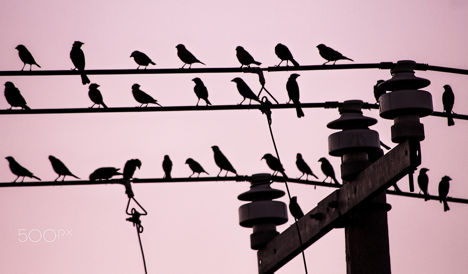 Canon EOS 1100D (EOS Rebel T3 / EOS Kiss X50) sample photo. The black birds photography