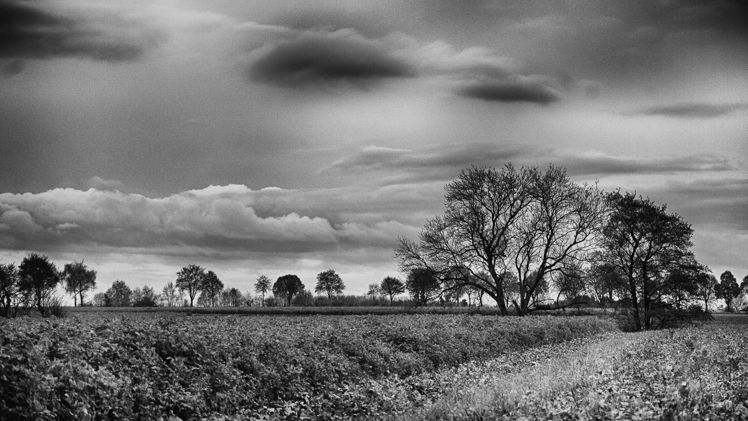 Canon EOS-1D Mark III sample photo. Monochrom  photography