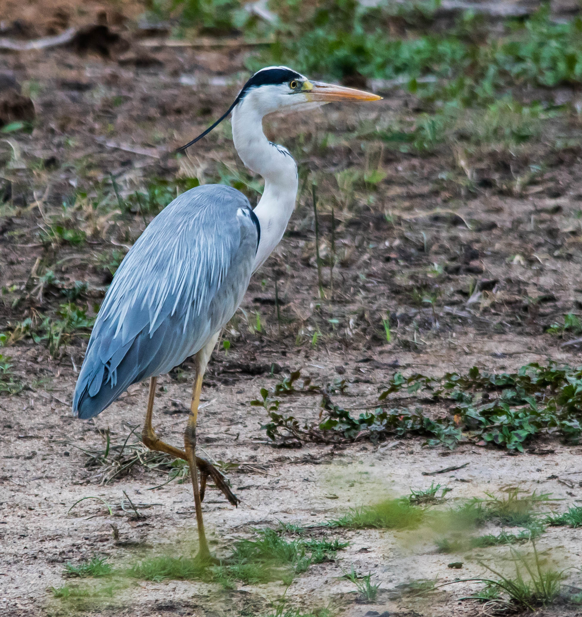 Sigma 150-500mm F5-6.3 DG OS HSM sample photo. Grey heron photography