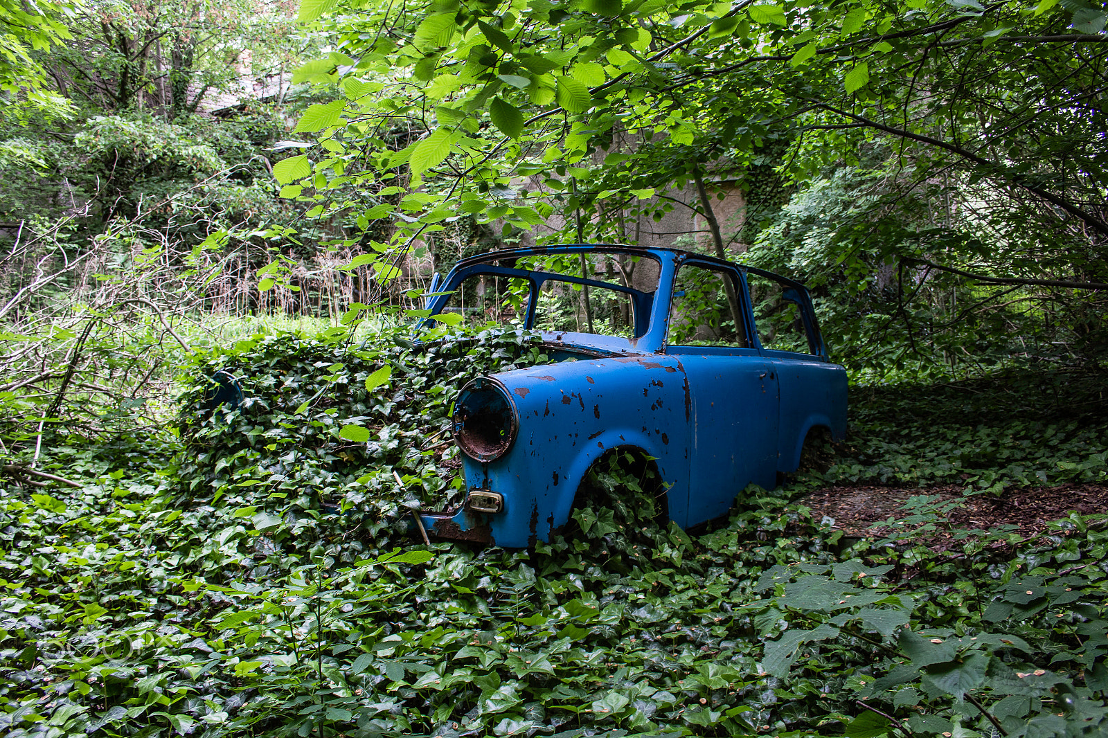 Canon EF-S 18-55mm F3.5-5.6 II sample photo. Overgrown photography