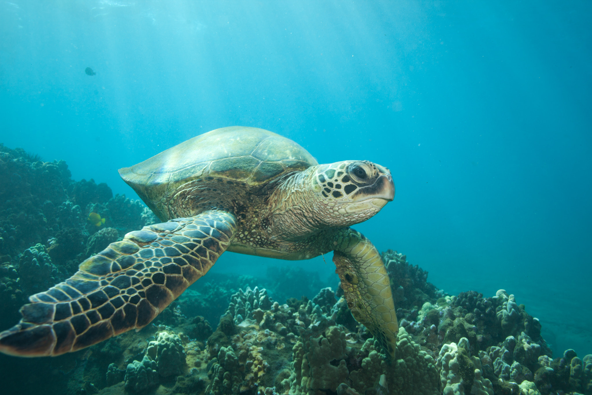 Canon EOS 5D Mark II + Canon EF 24mm F2.8 IS USM sample photo. Underwater sea turtle closeup photography