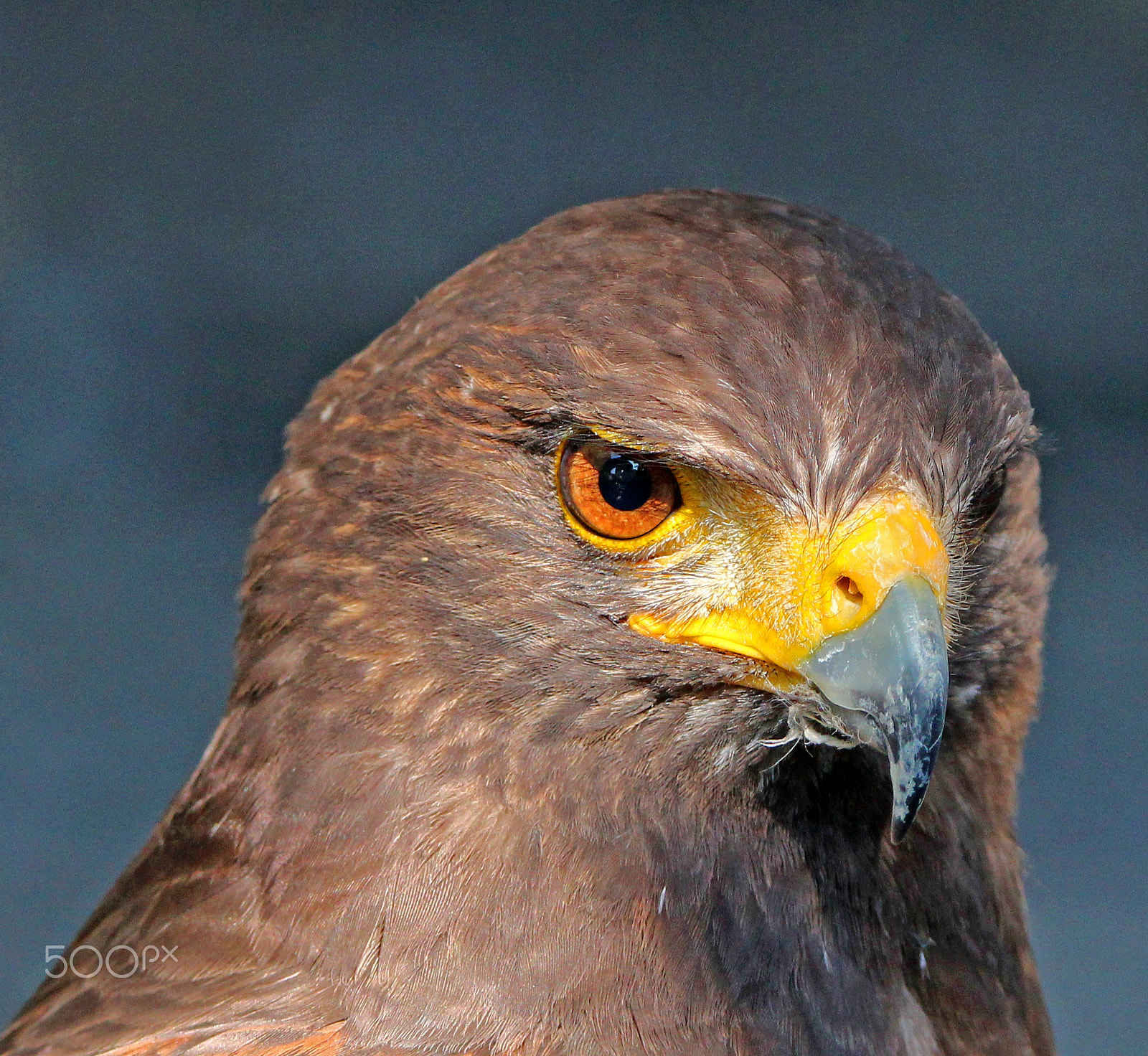 Tamron SP 150-600mm F5-6.3 Di VC USD sample photo. Milan photography