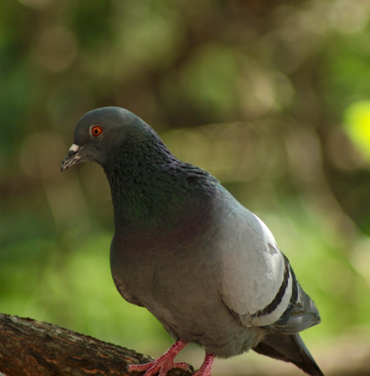 Canon EF 75-300mm f/4-5.6 USM sample photo
