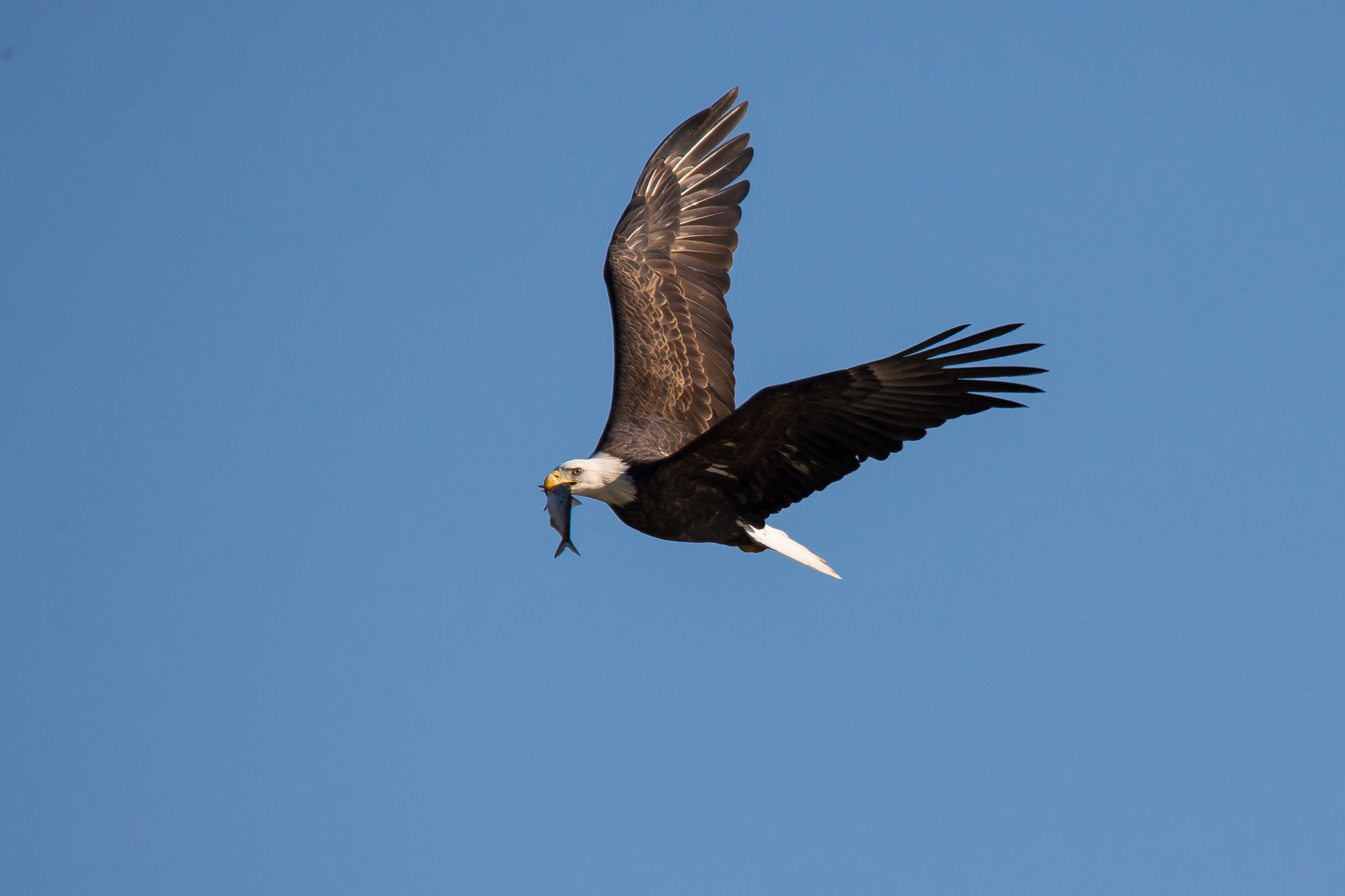 Tamron SP 150-600mm F5-6.3 Di VC USD sample photo. Eagle with his catch photography