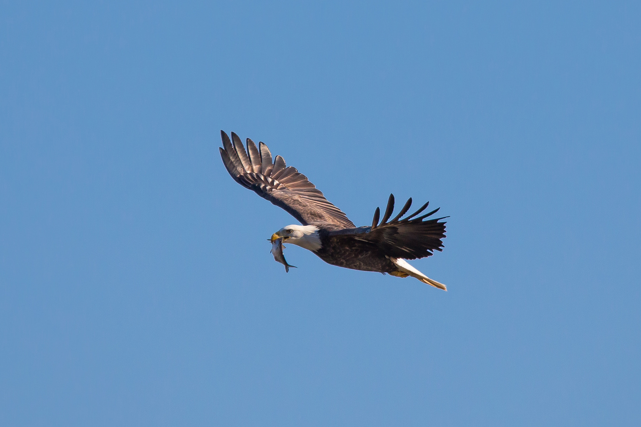 Canon EOS-1D X + Tamron SP 150-600mm F5-6.3 Di VC USD sample photo. Eagle with his catch photography