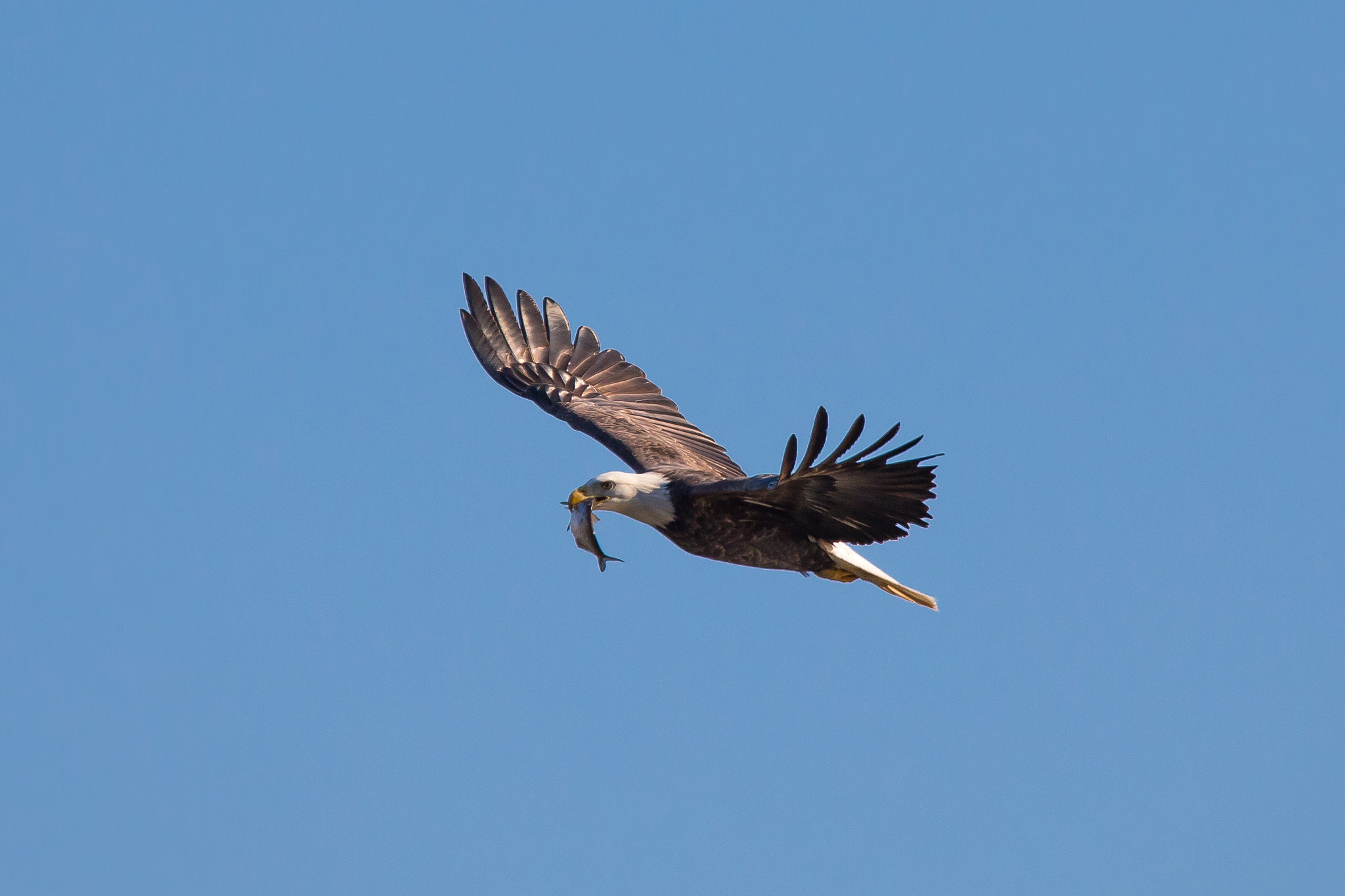 Tamron SP 150-600mm F5-6.3 Di VC USD sample photo. Eagle with his catch photography
