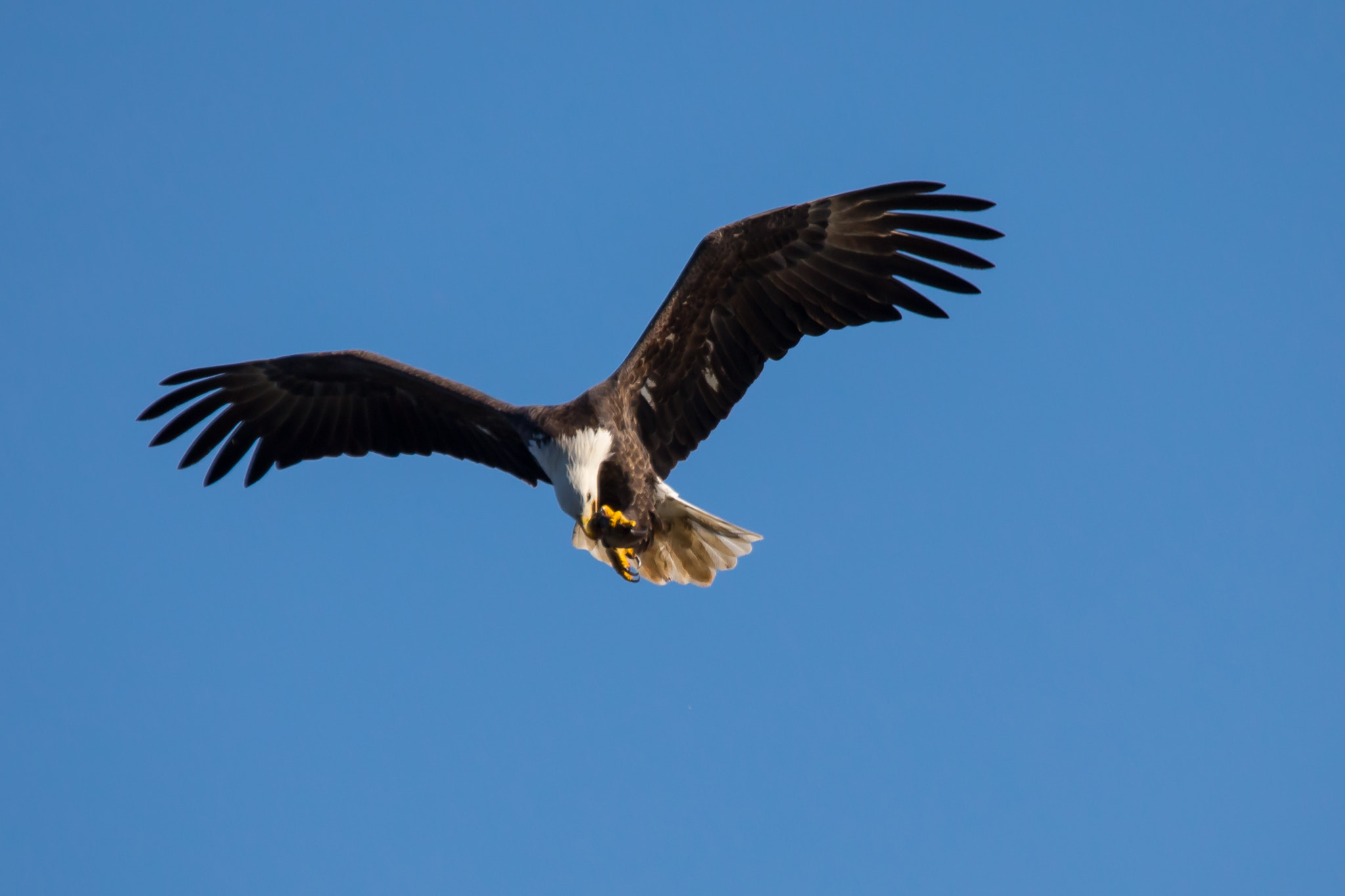 Canon EOS-1D X sample photo. Eagle with his catch photography
