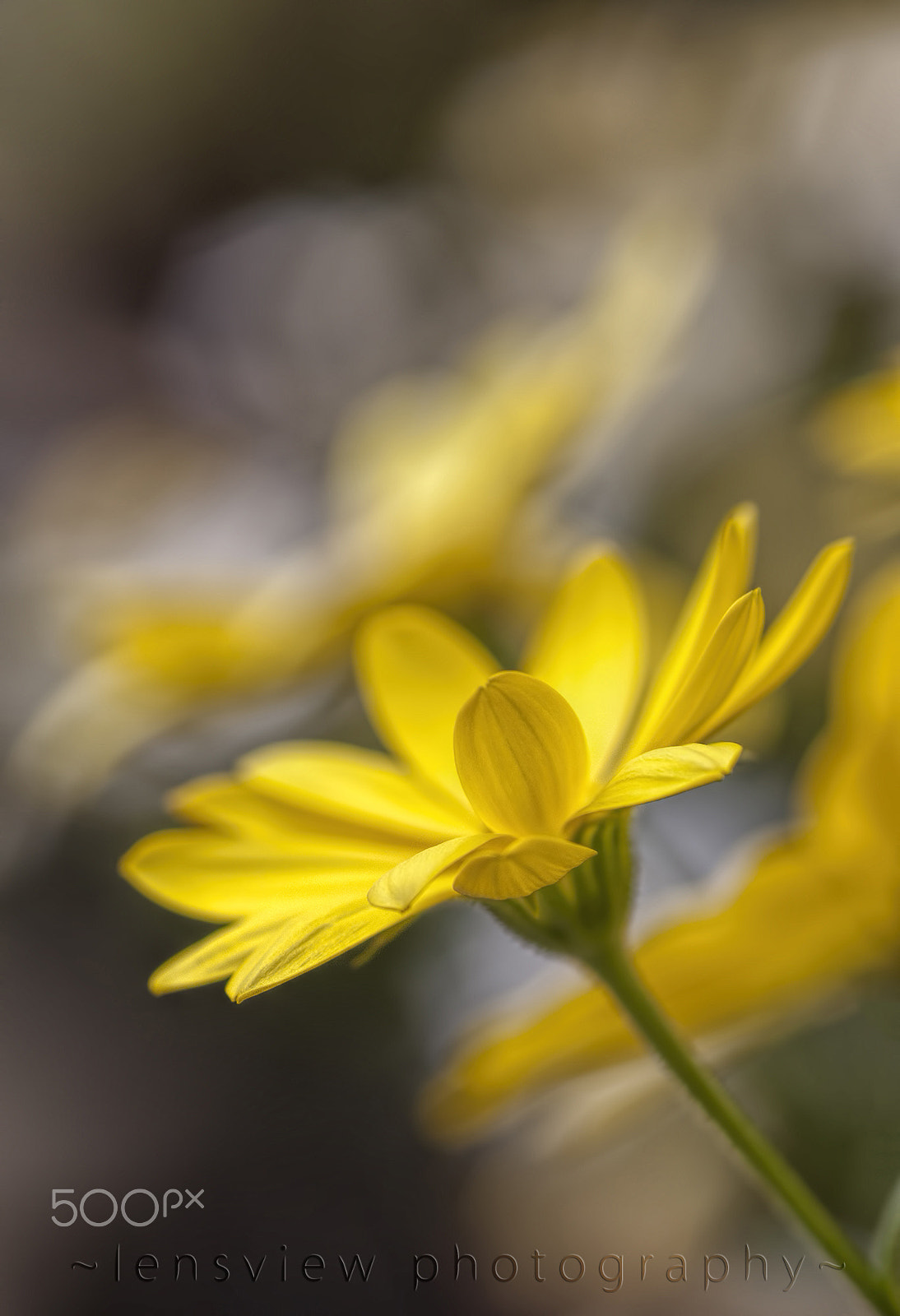 Sigma 105mm F2.8 EX DG Macro sample photo. :: photography