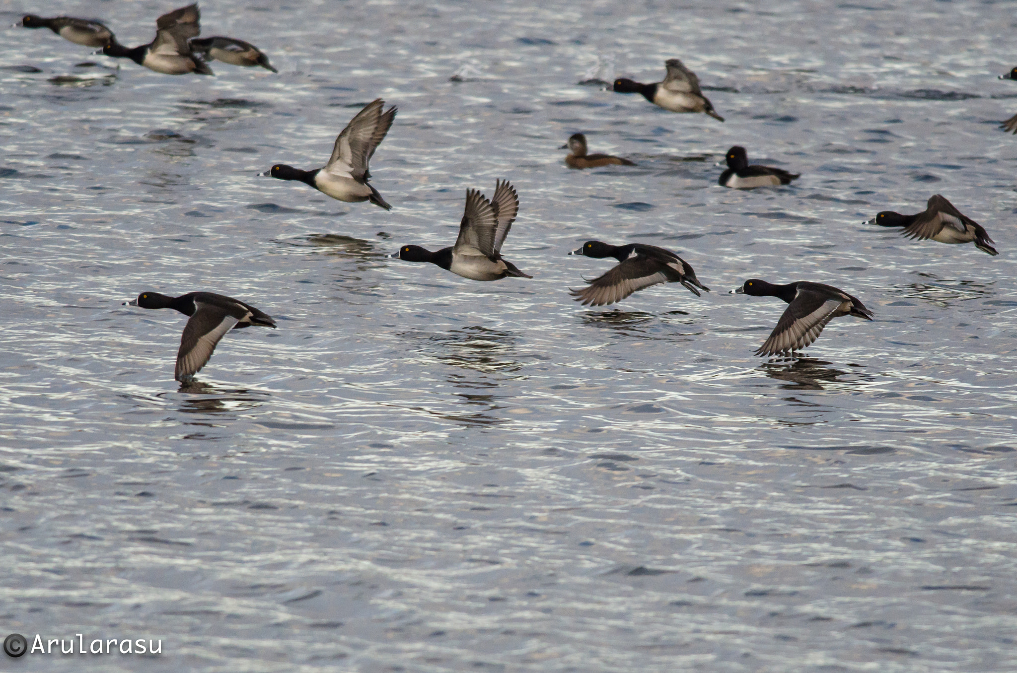 Nikon D7000 + Nikon AF-S Nikkor 300mm F4D ED-IF sample photo. Ring-neck ducks! photography