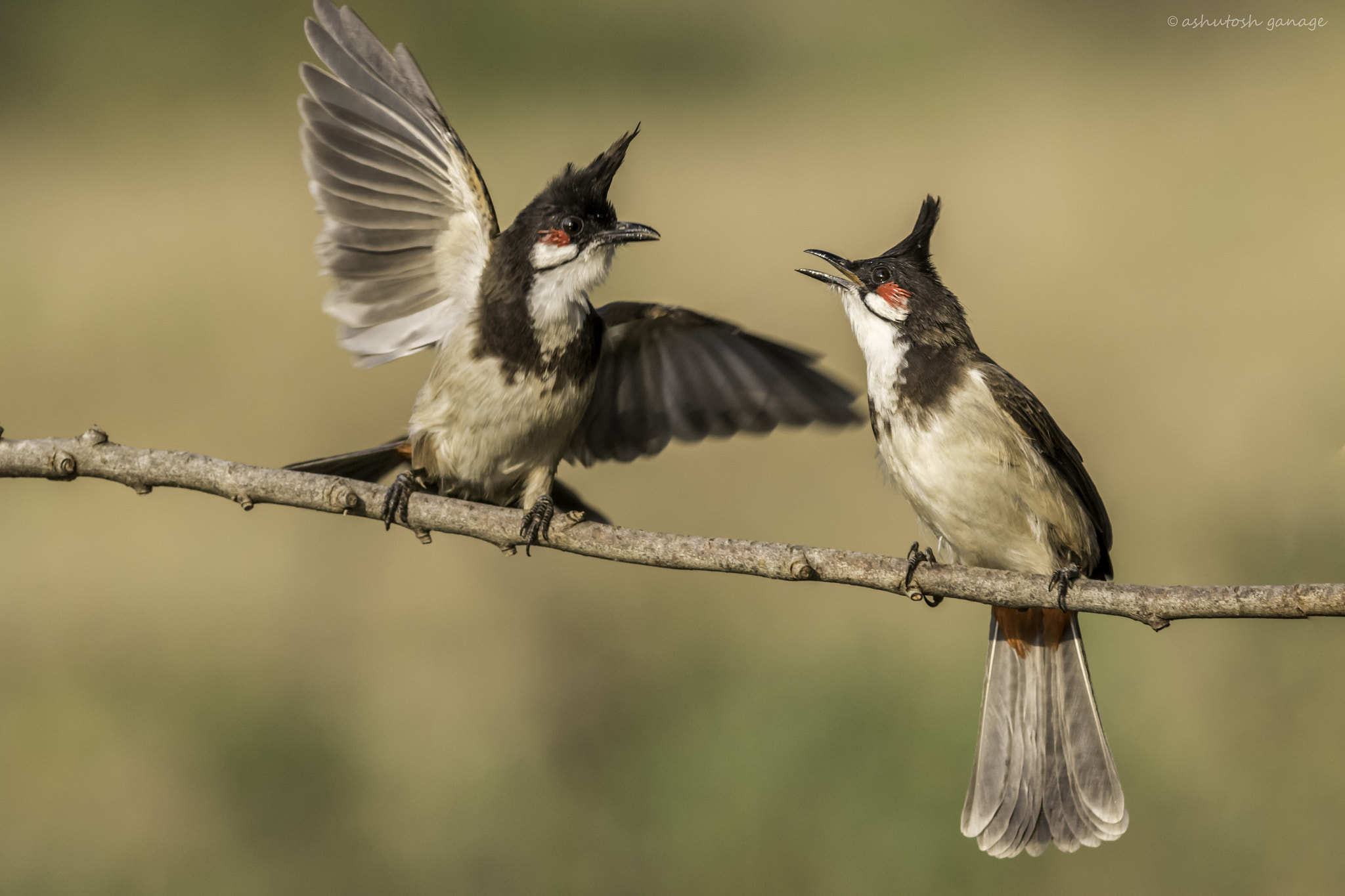 Canon EF 300mm F4L IS USM sample photo. Hug me tight photography