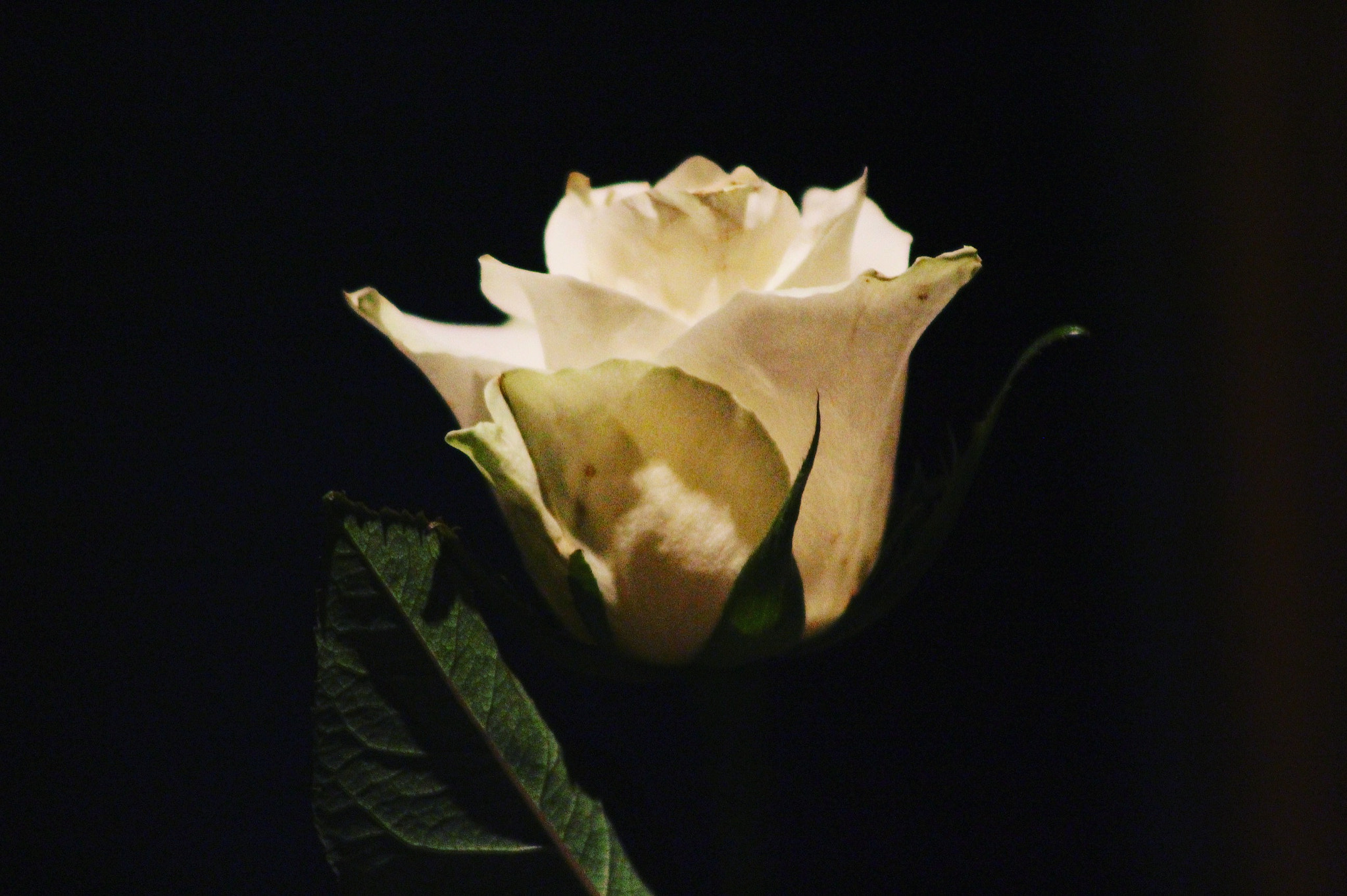 Canon EOS 1300D (EOS Rebel T6 / EOS Kiss X80) + EF75-300mm f/4-5.6 sample photo. Roses aren't always red photography