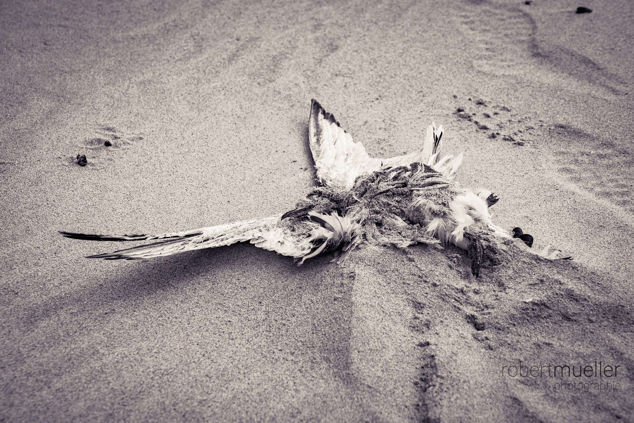 Sony FE PZ 28-135mm F4 G OSS sample photo. Dead bird on the beach photography
