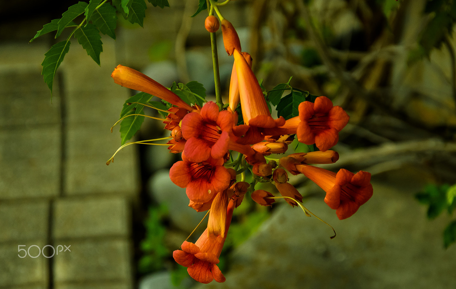 Nikon D810 sample photo. A cluster of trumpet flowers!! photography
