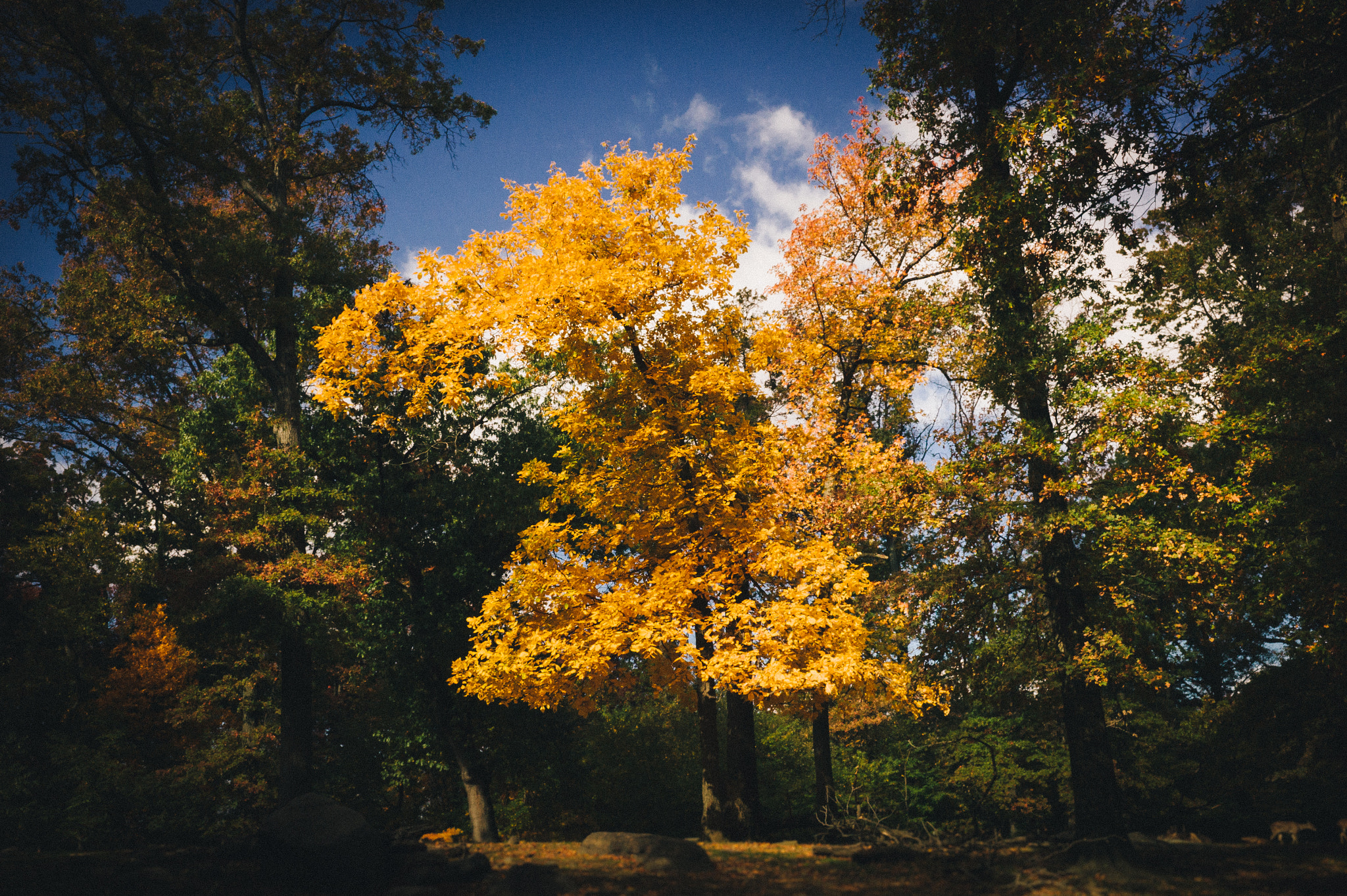 Leica M9 + Leica Summilux-M 35mm F1.4 ASPH sample photo. Fall color 02 photography