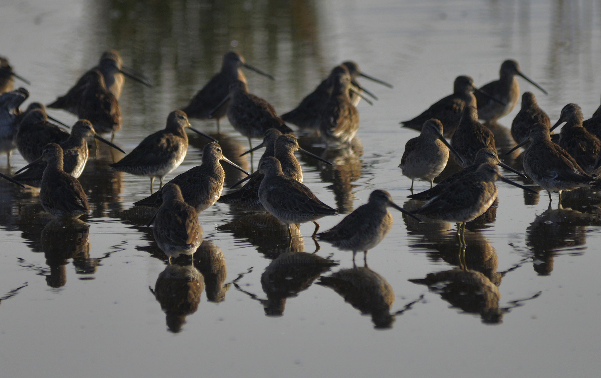 Sigma 150-500mm F5-6.3 DG OS HSM sample photo. A morning on the pond photography