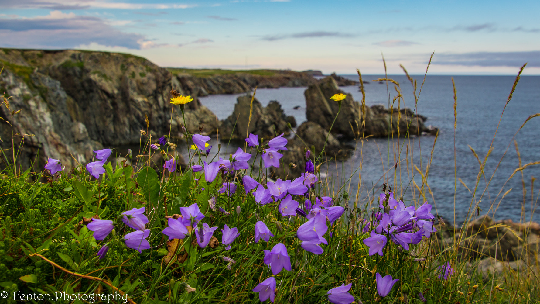 Canon EOS 760D (EOS Rebel T6s / EOS 8000D) sample photo. Harebells at crow head photography