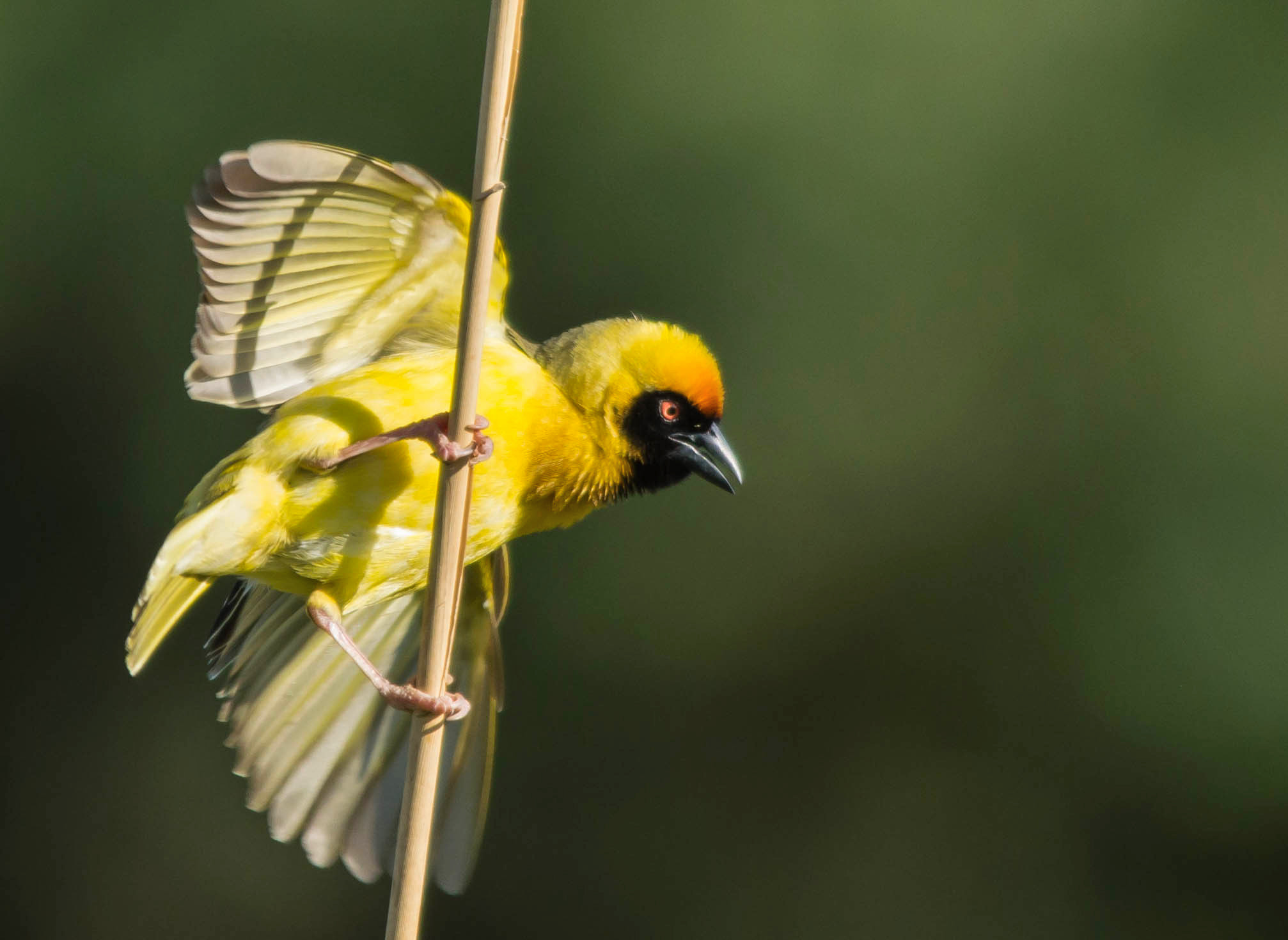 Sigma 150-500mm F5-6.3 DG OS HSM sample photo. Southern masked weaver photography