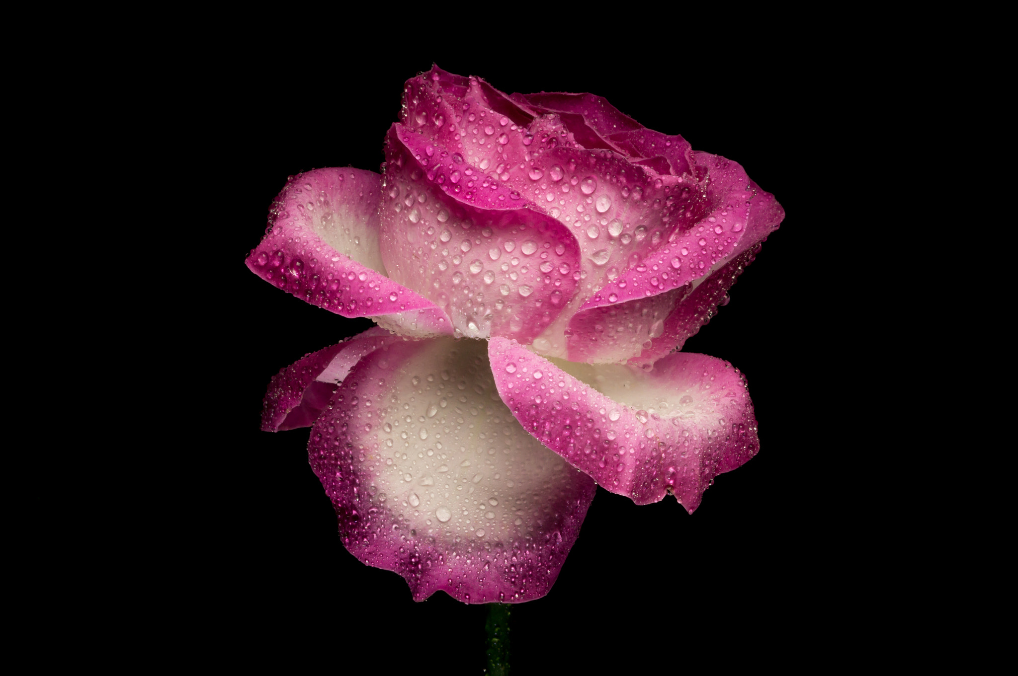 Sony SLT-A37 + Sony DT 50mm F1.8 SAM sample photo. Rose #3 photography