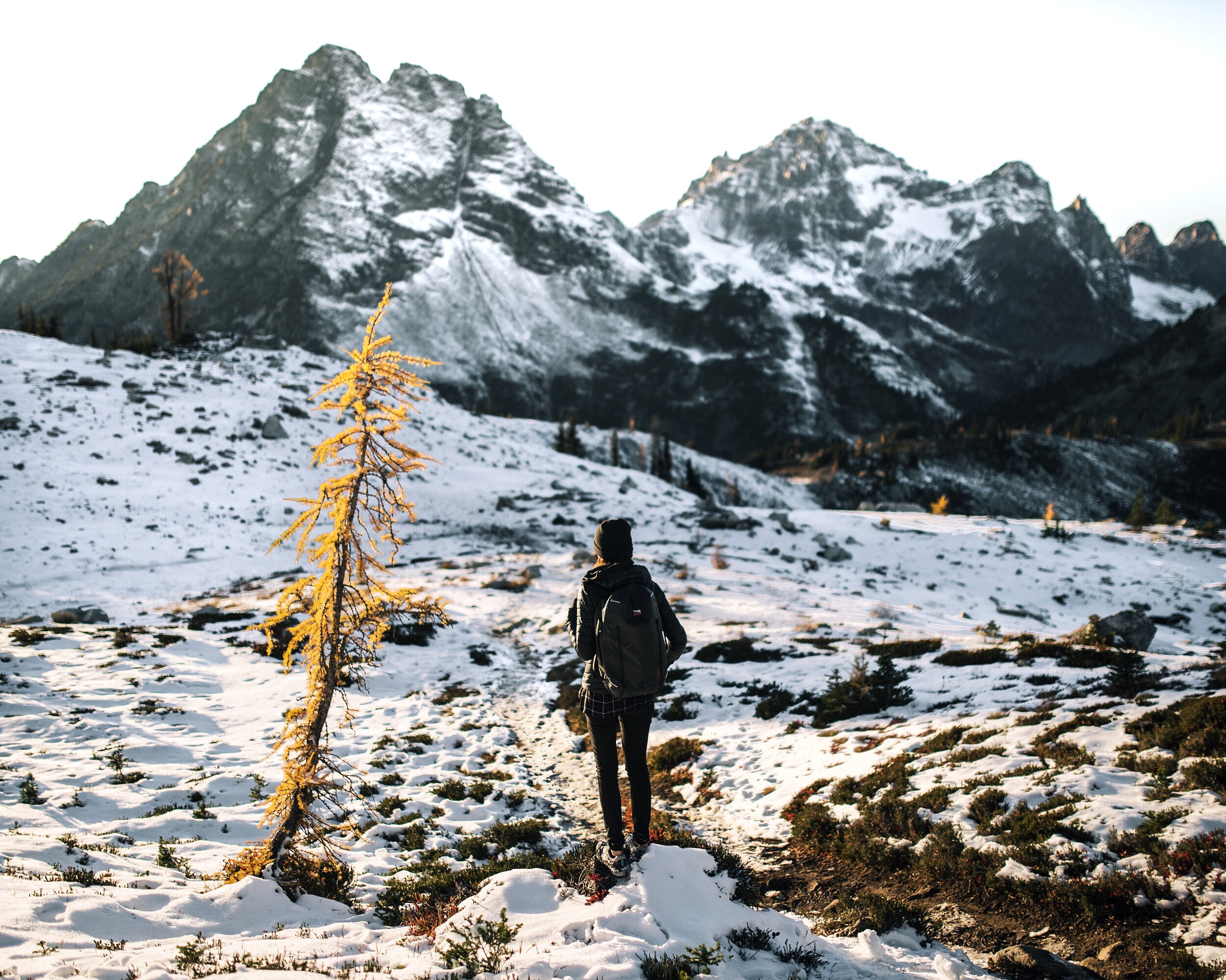 Nikon D4 sample photo. @mariawendellstewart & a lonely larch. maple pass. north cascades. washington. @explorelander photography