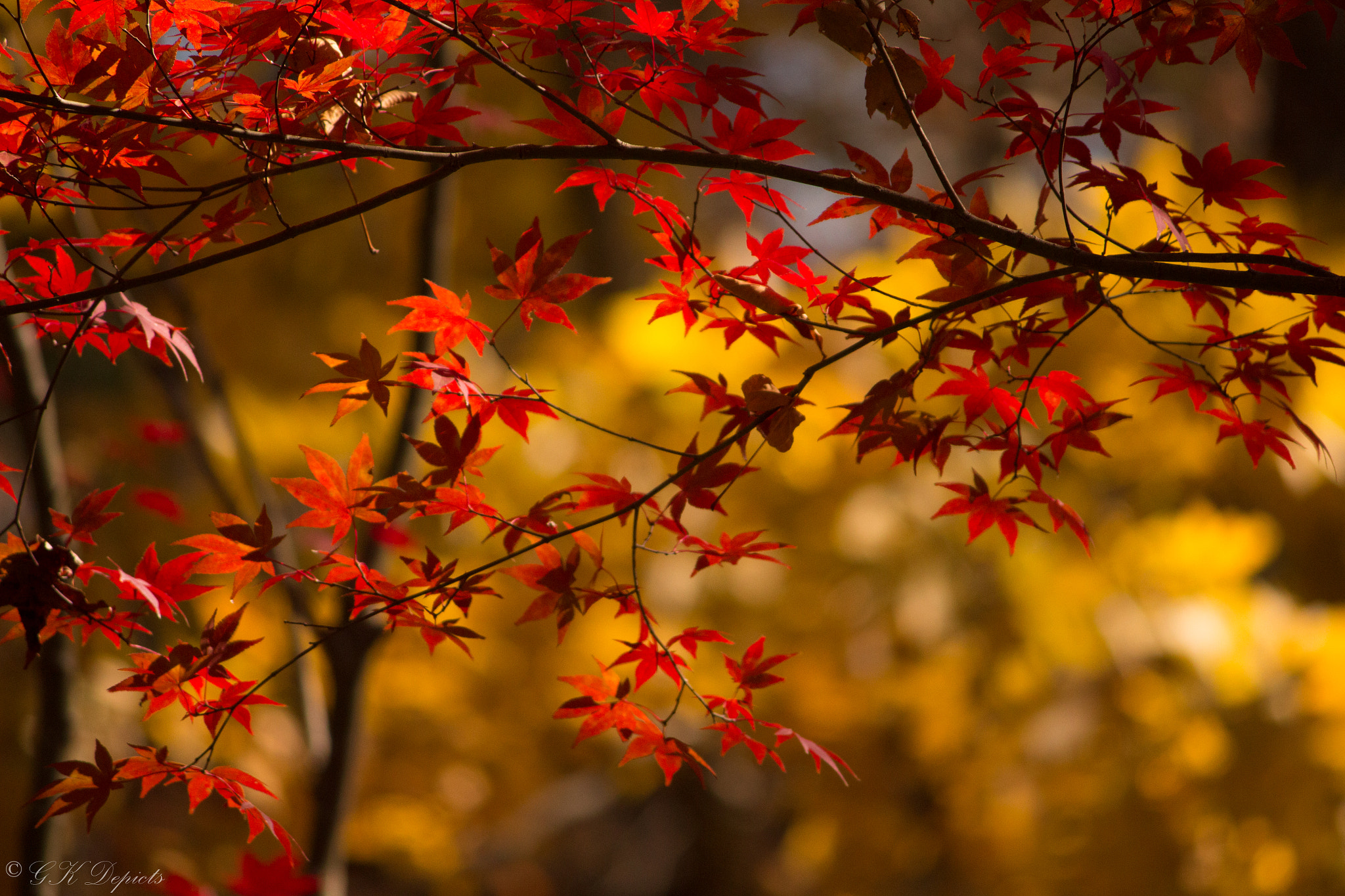 Canon EOS 650D (EOS Rebel T4i / EOS Kiss X6i) sample photo. Majestic fall colors photography
