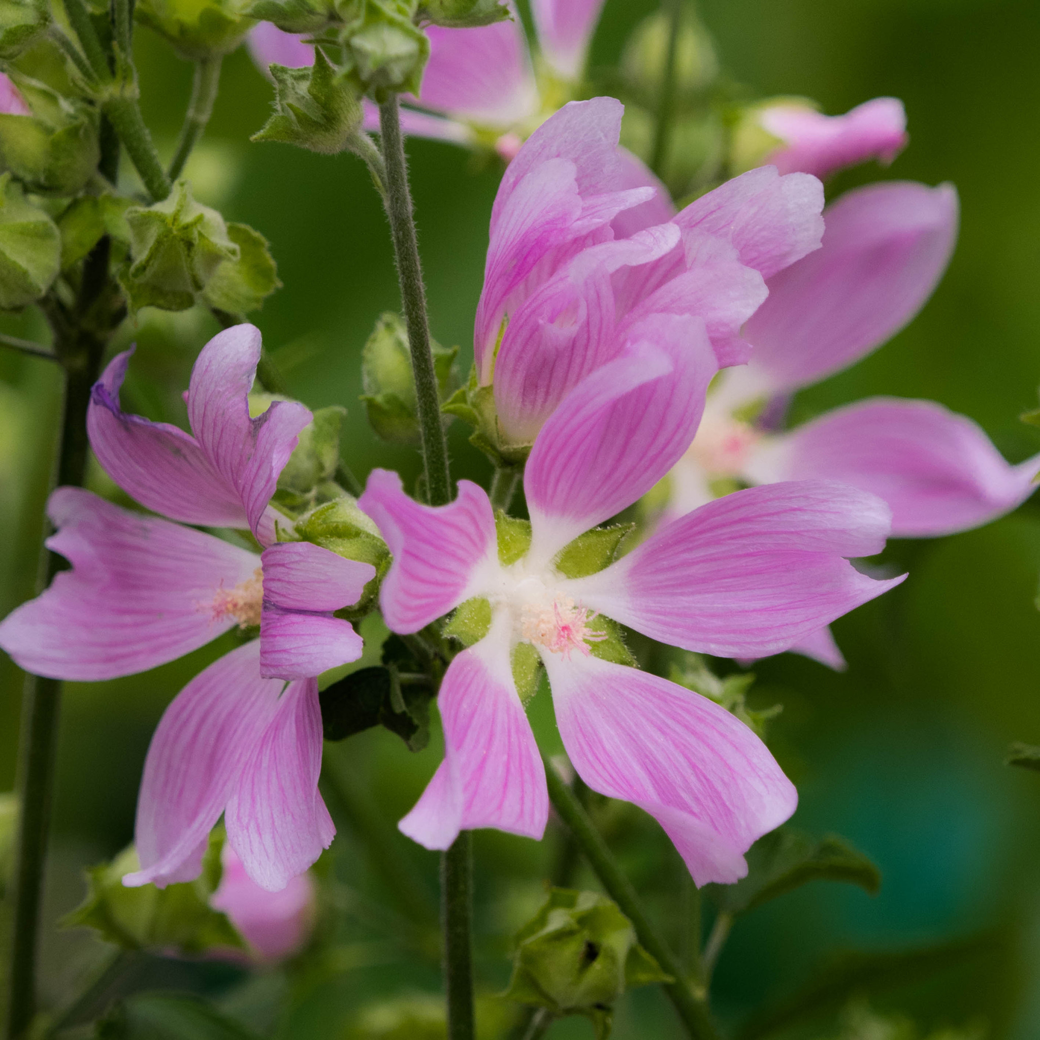 Olympus OM-D E-M1 sample photo. Flowers photography