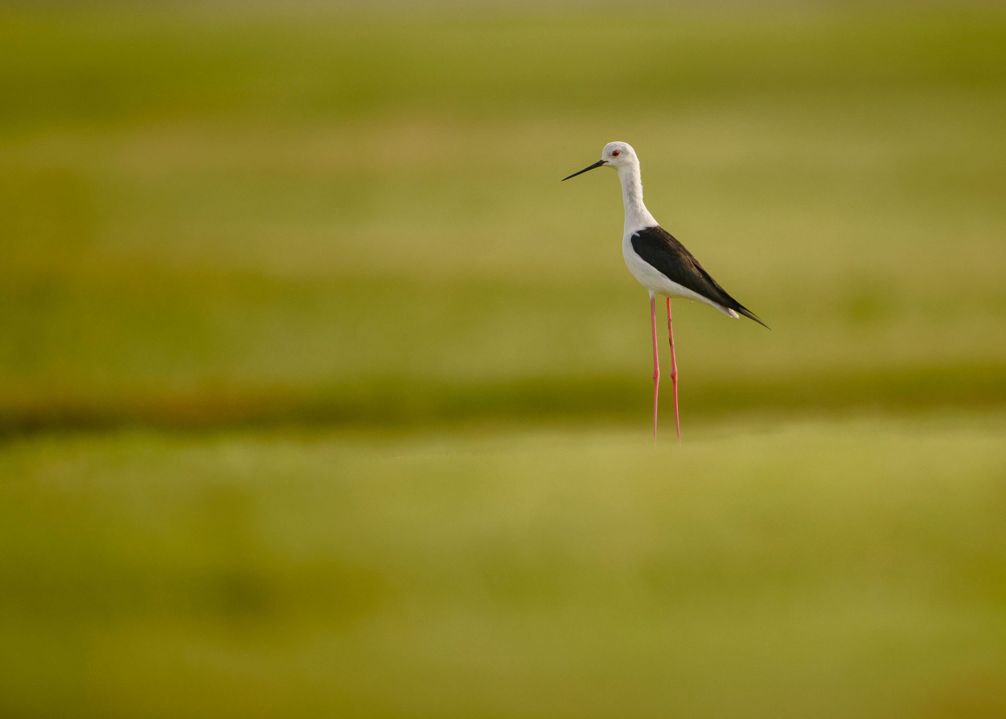 Nikon D800E + Nikon AF-S Nikkor 600mm F4G ED VR sample photo. Lonely photography