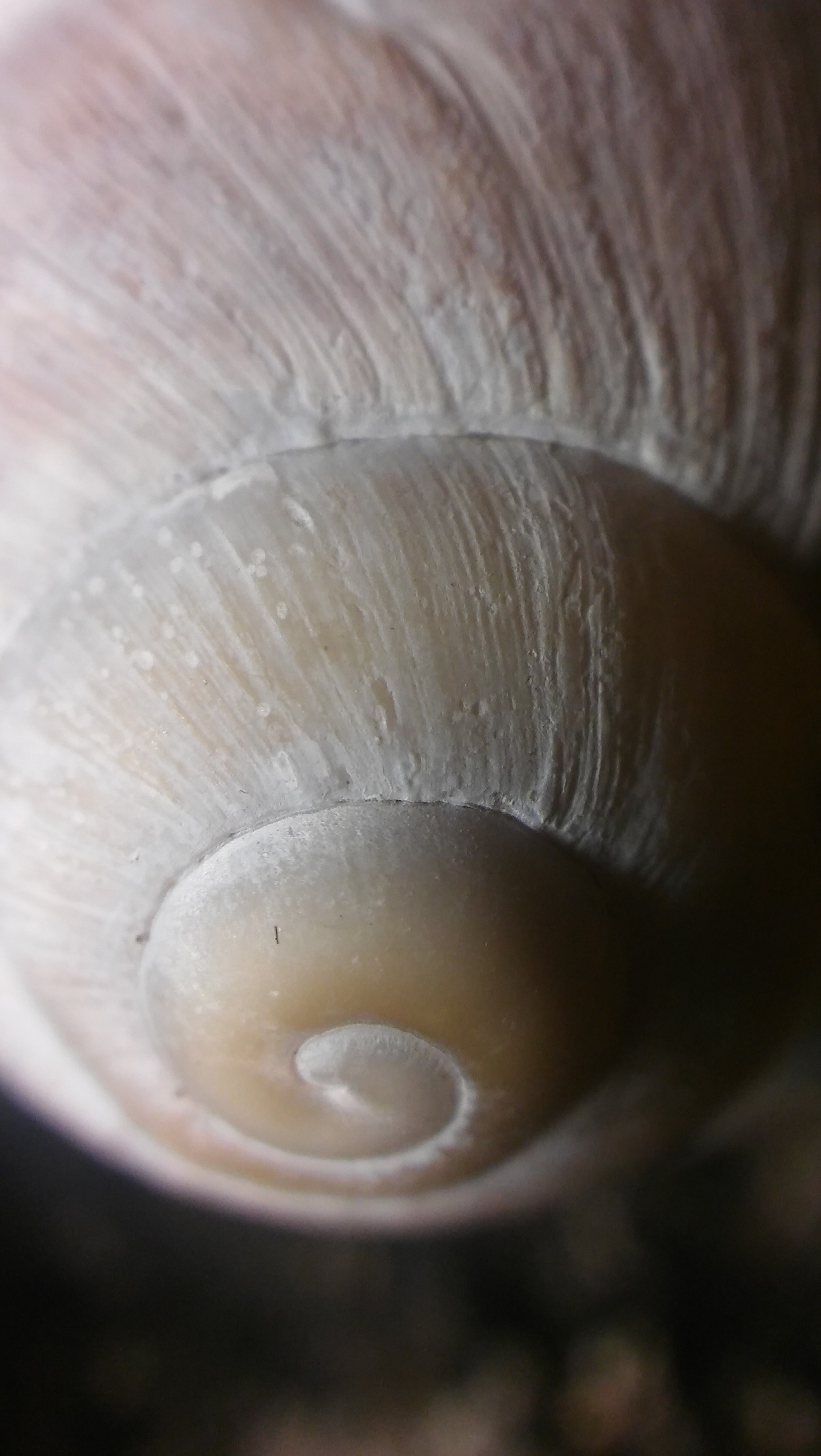 LG SPIRIT 4G LTE sample photo. Shell photography