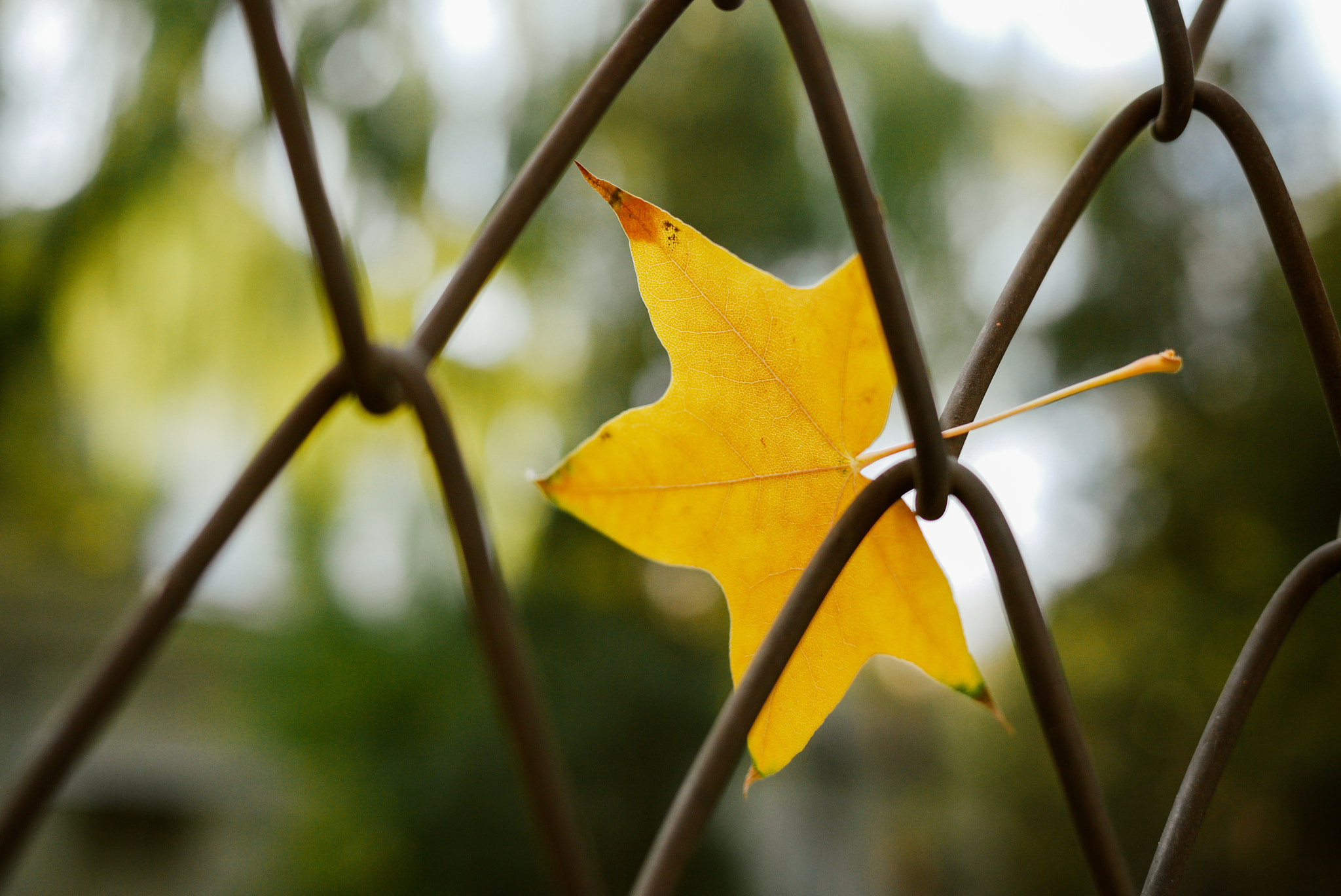 Panasonic Lumix DMC-GF1 sample photo. Autumn leaf on the wire photography