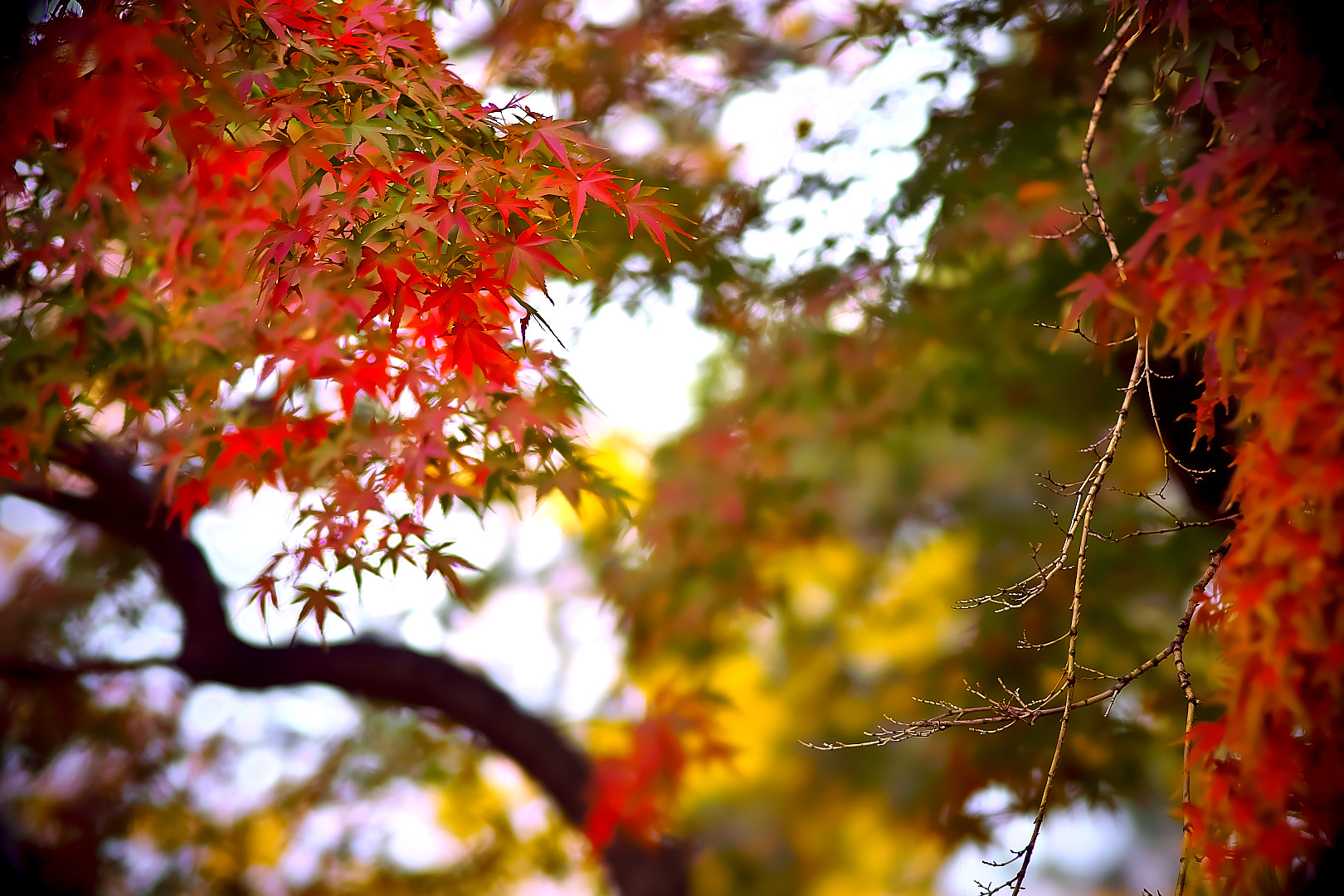 135mm F2.8[T4.5] STF sample photo. Autumn leaves photography