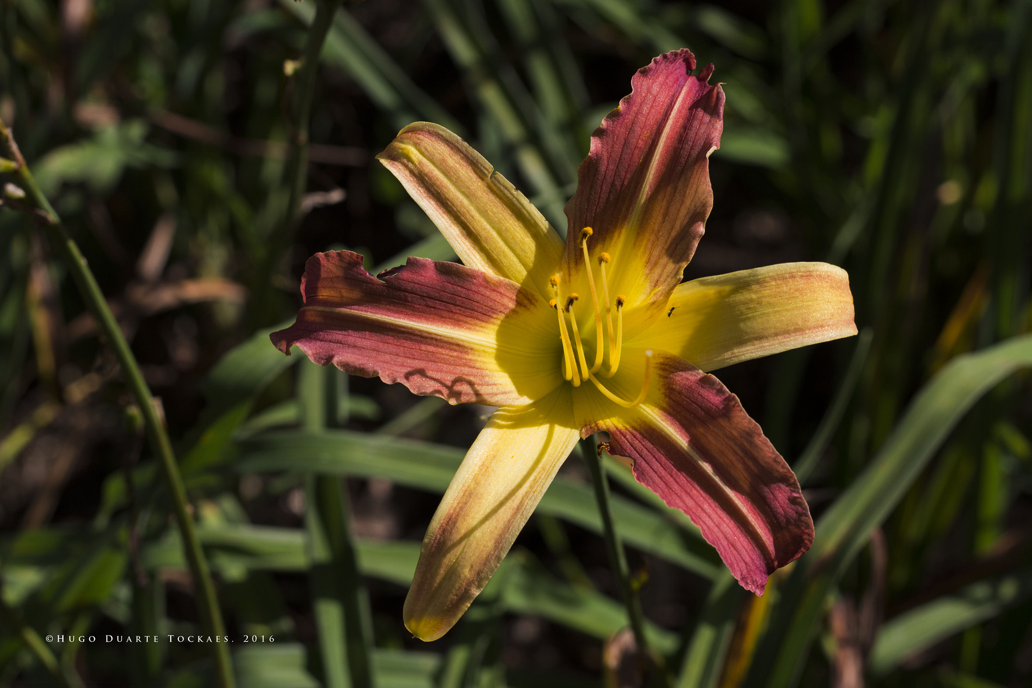 Canon EOS 650D (EOS Rebel T4i / EOS Kiss X6i) sample photo. Gama de cores photography