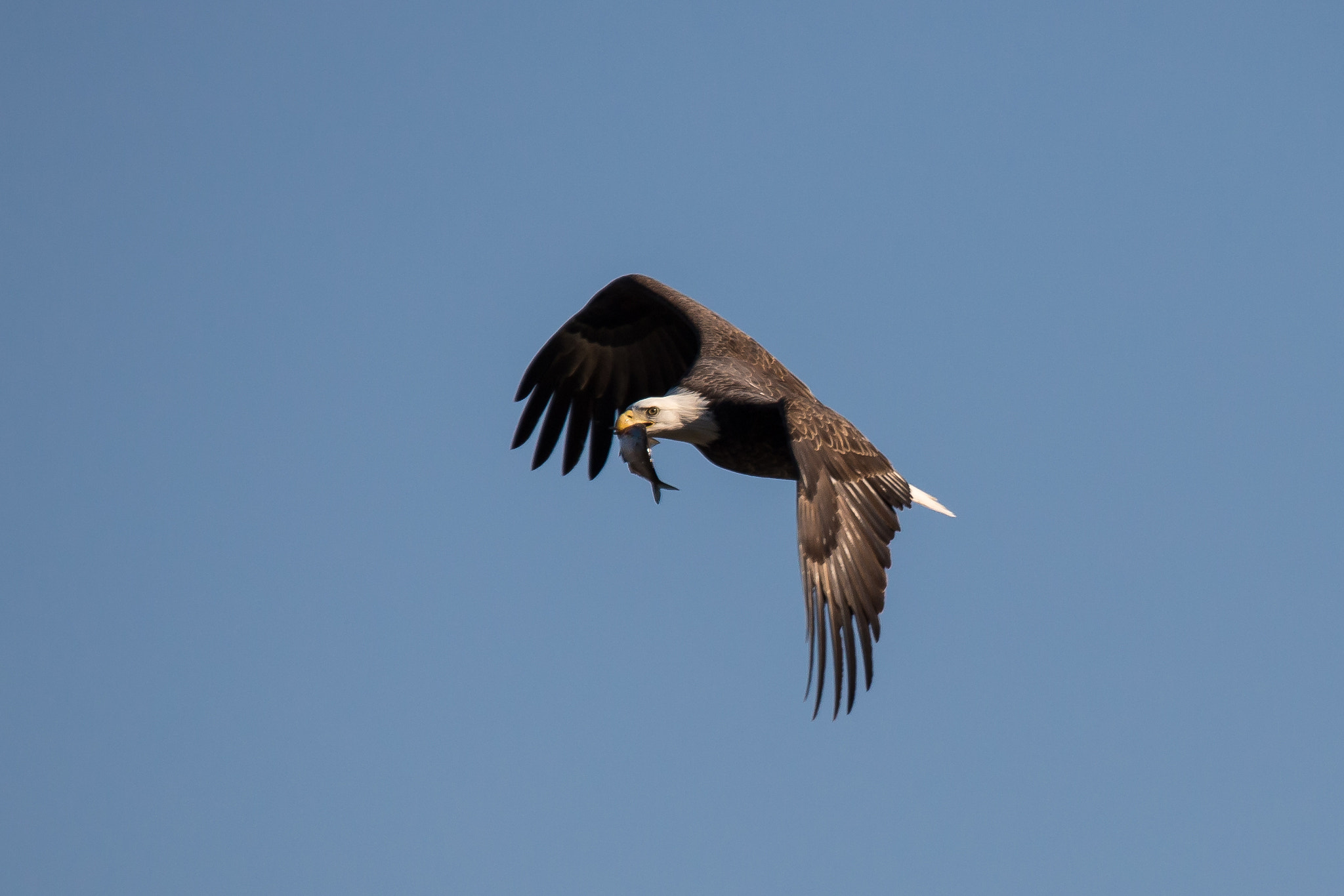 Tamron SP 150-600mm F5-6.3 Di VC USD sample photo. Bald eagle photography