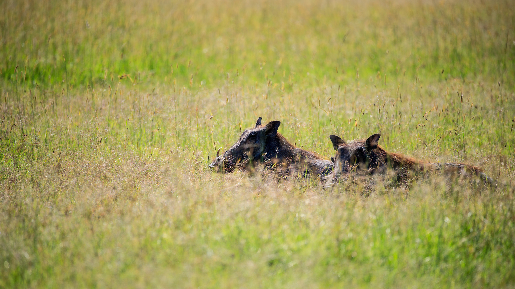 Canon EF 200-400mm F4L IS USM Extender 1.4x sample photo. Brothers in arms photography