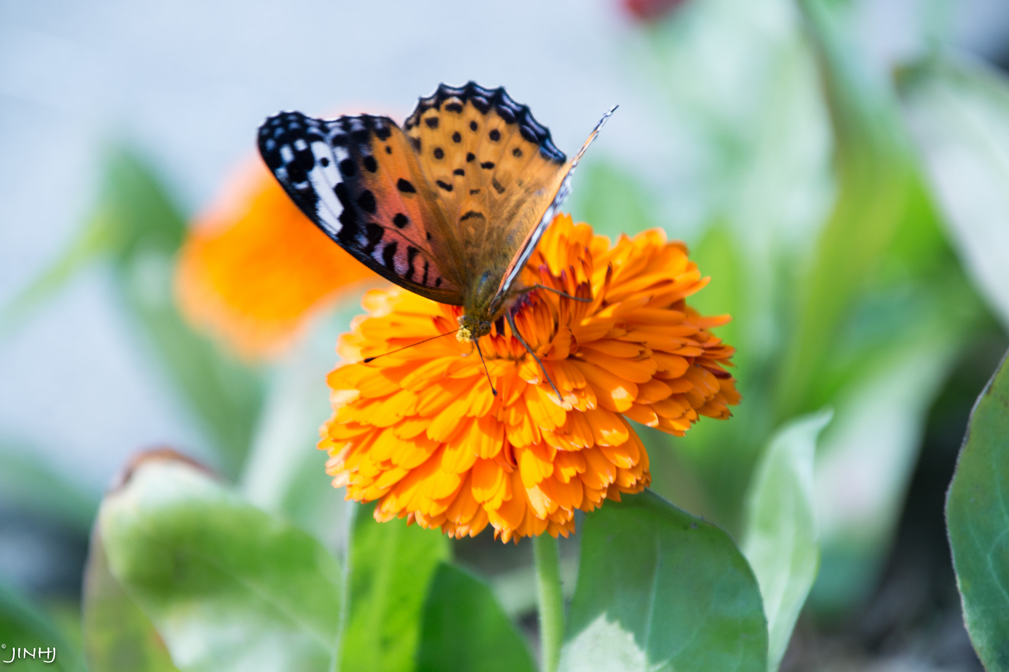 Canon EOS 70D + Canon TS-E 90mm F2.8 Tilt-Shift sample photo. 碟 photography